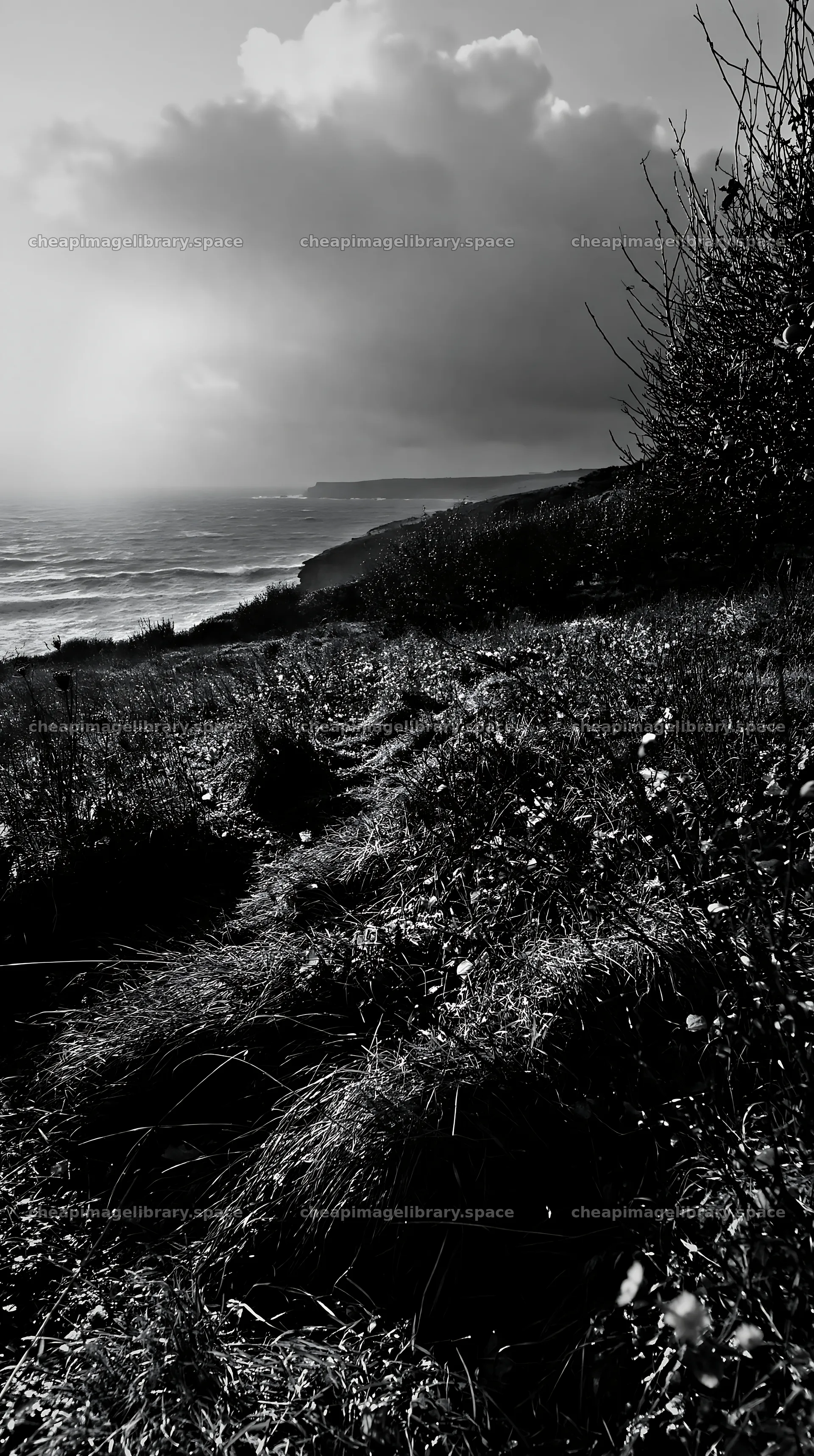 Seaside orchard meadow in black and white – image library 5938x10608