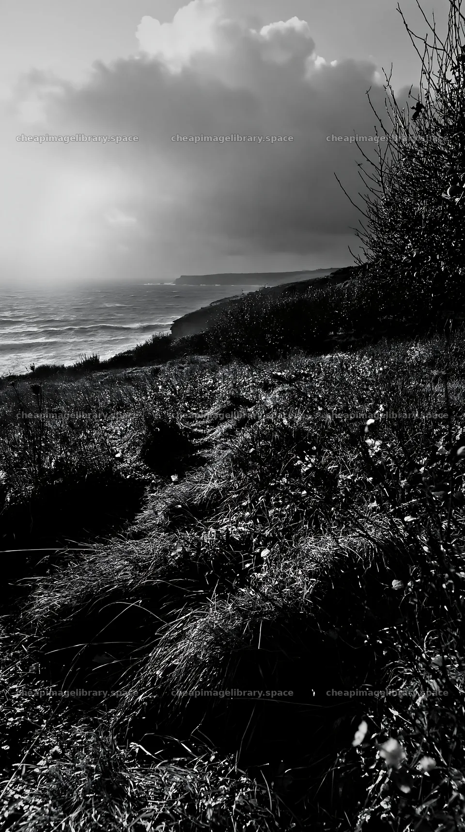 Seaside orchard meadow in black and white – image library 5938x10608