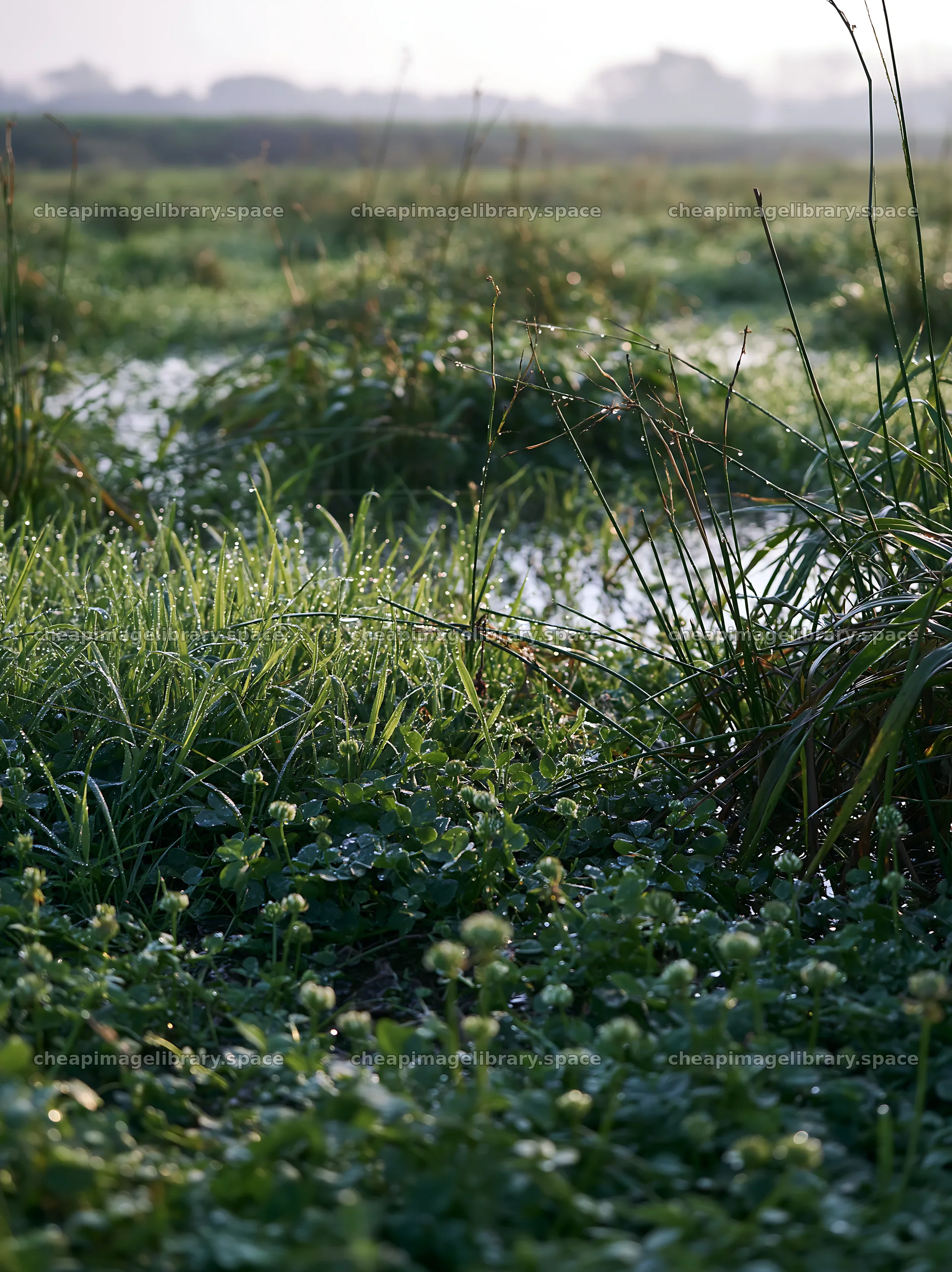 Niigata floodplain restoration meadow dew foreground – image library 6866x9174