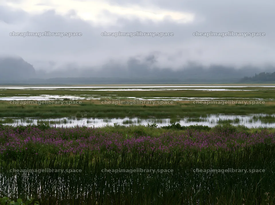 Saga floodplain meadow with reeds and water in the foreground – image library 9174x6866