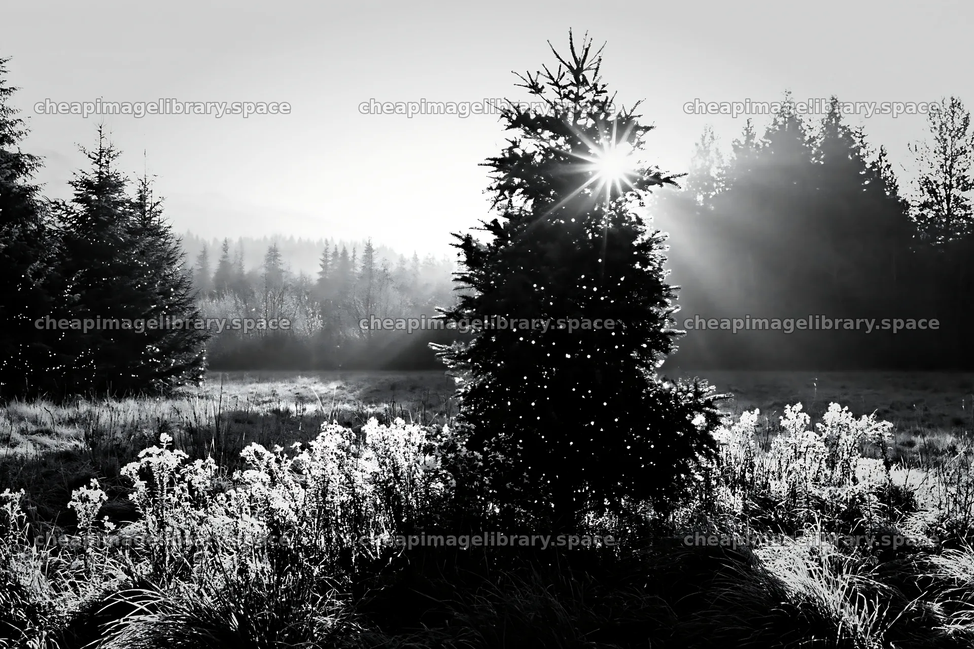Christmas tree in meadow with sunbeams in background – image library 9722x6480