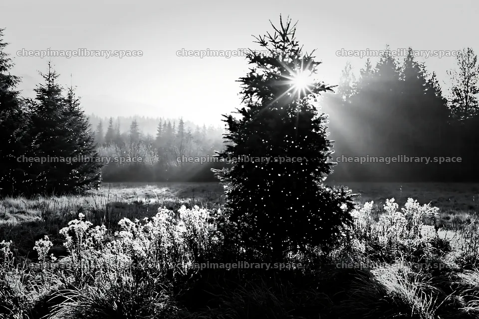 Christmas tree in meadow with sunbeams in background – image library 9722x6480