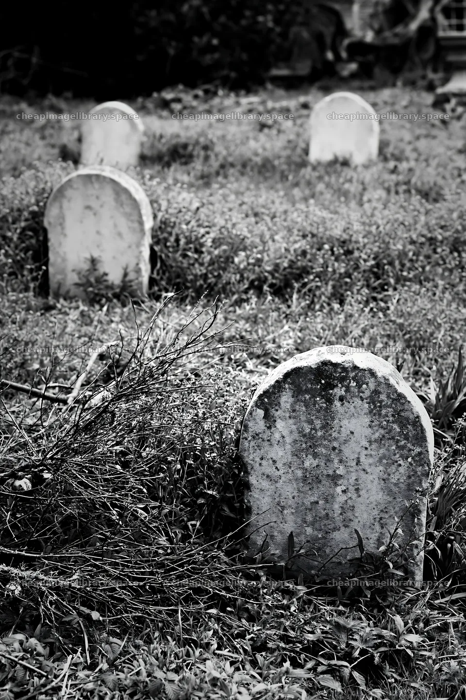 Expansive graveyard with overgrown grass and old tombstones – image library 6480x9722