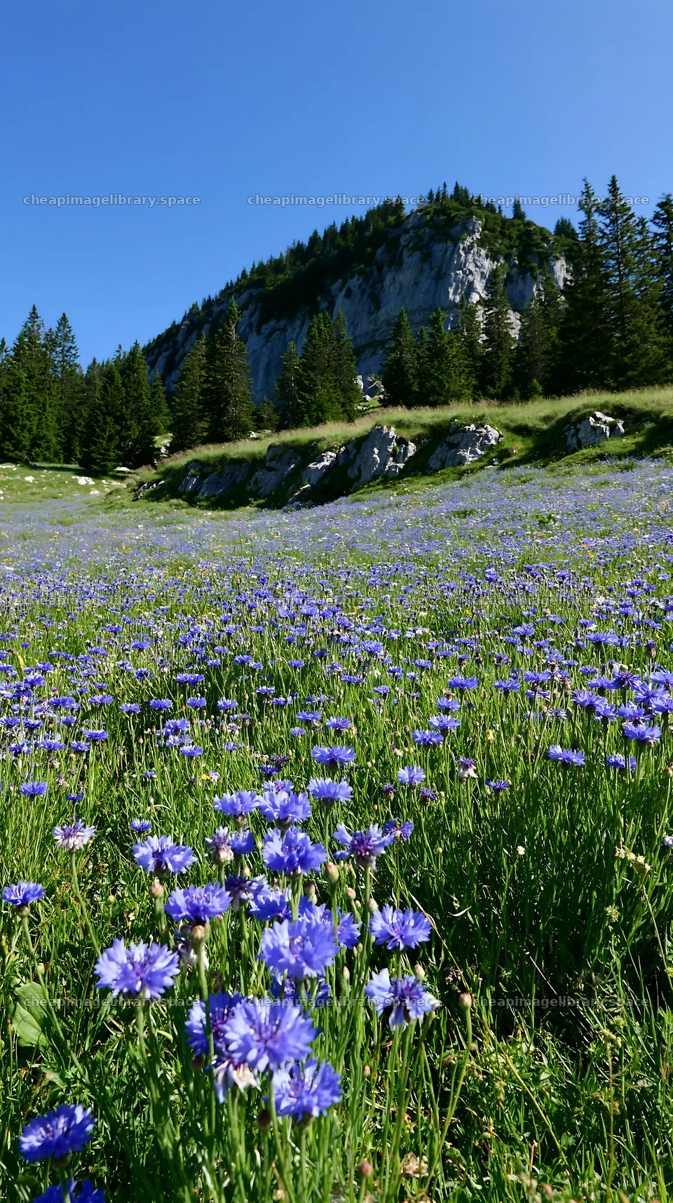 Vibrant cornflower meadow under blue sky and rocky hillside – image library 5938x10608