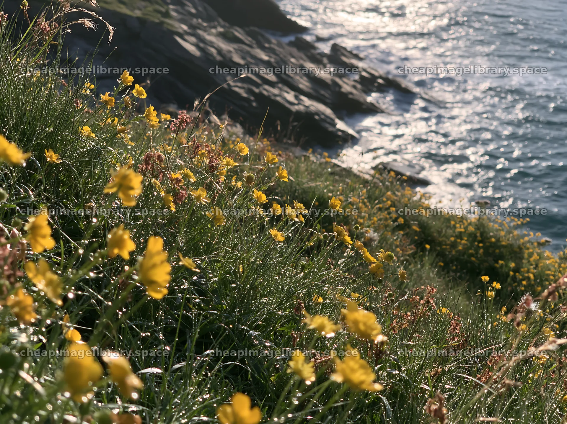 Italian meadow along rocky coast with flowers near water – image library 9174x6866