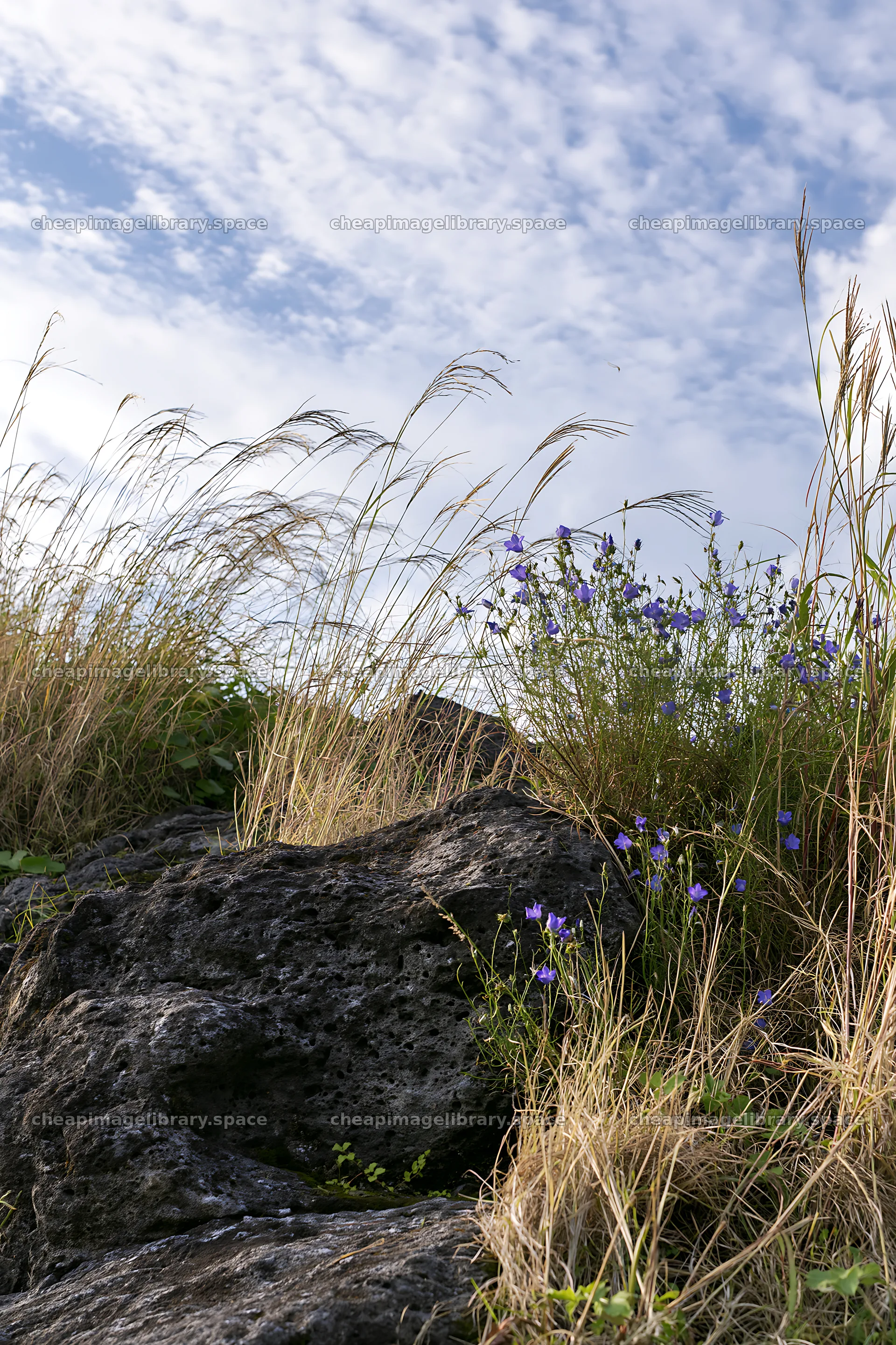 Kanagawa meadow with volcanic stones and wildflowers – image library 6480x9722