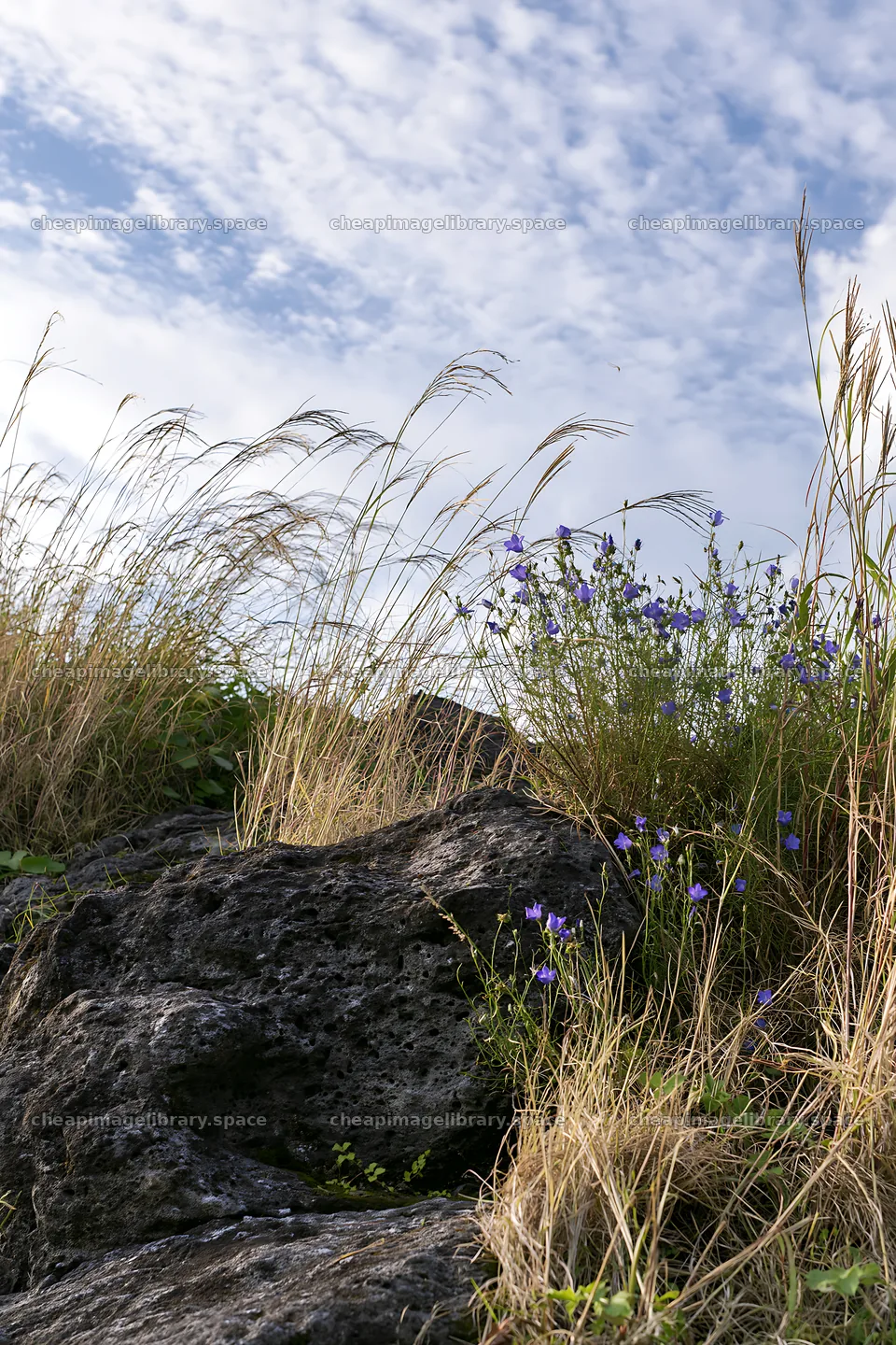 Kanagawa meadow with volcanic stones and wildflowers – image library 6480x9722