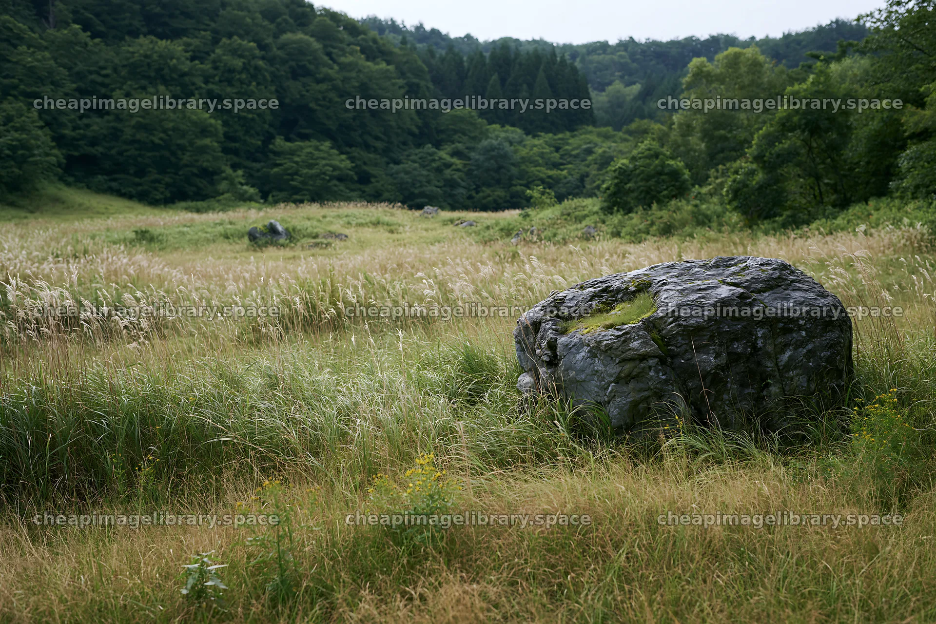 Aomori climate resilient meadow with boulder – image library 9722x6480