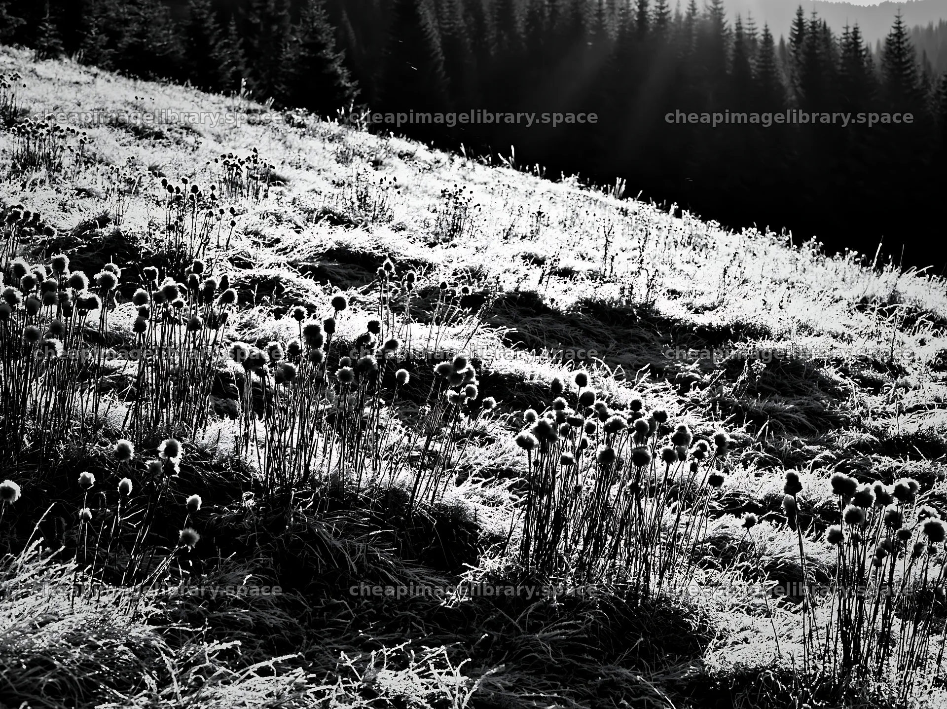 Snowy highland meadow with plants in black and white – image library 9174x6866