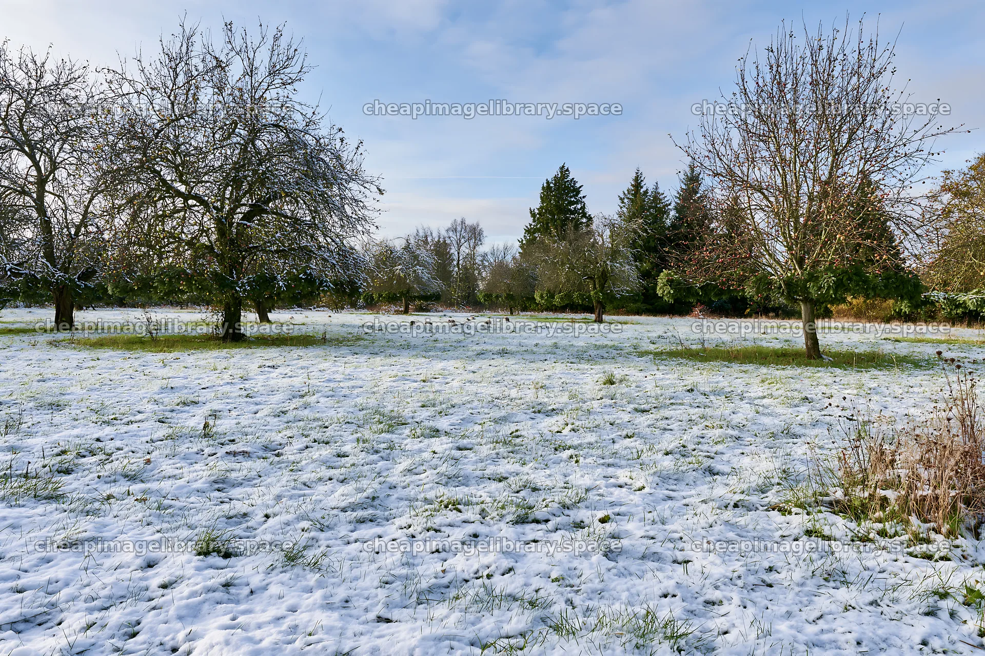 Snow-covered meadow with apple trees in winter – image library 9722x6480