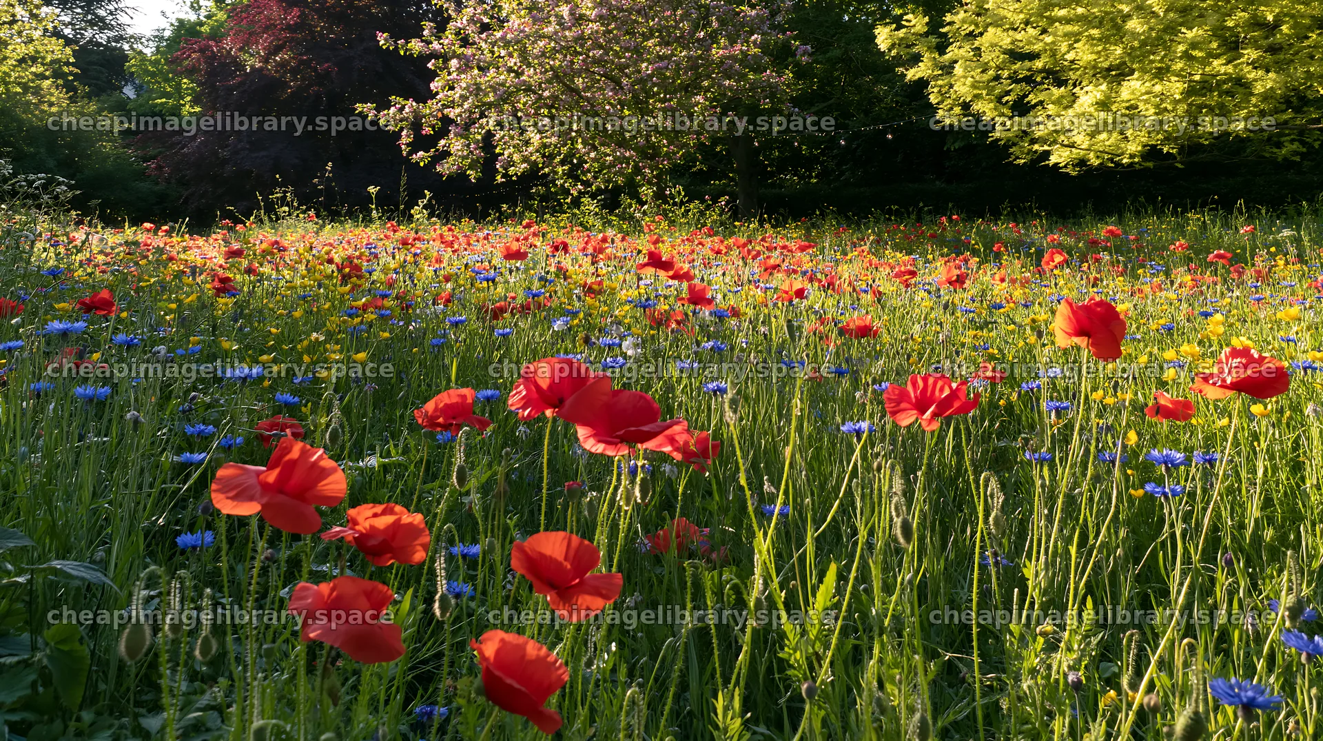 Apple tree meadow with flowers and lights during Christmas season – image library 10608x5938