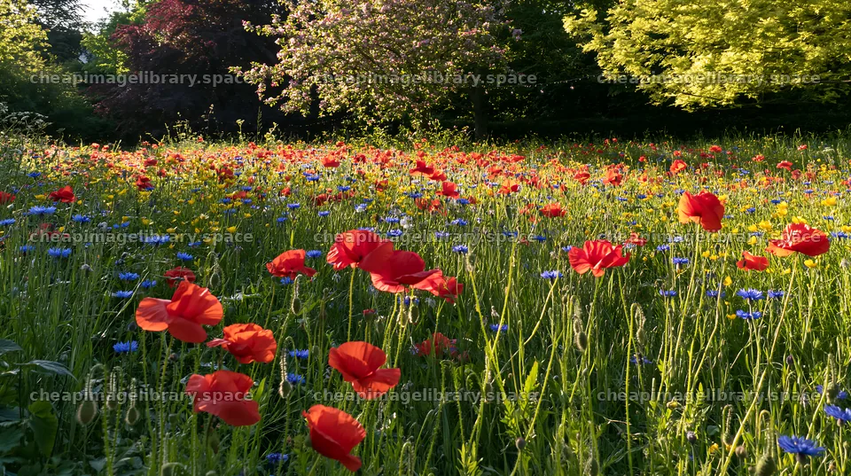 Apple tree meadow with flowers and lights during Christmas season – image library 10608x5938