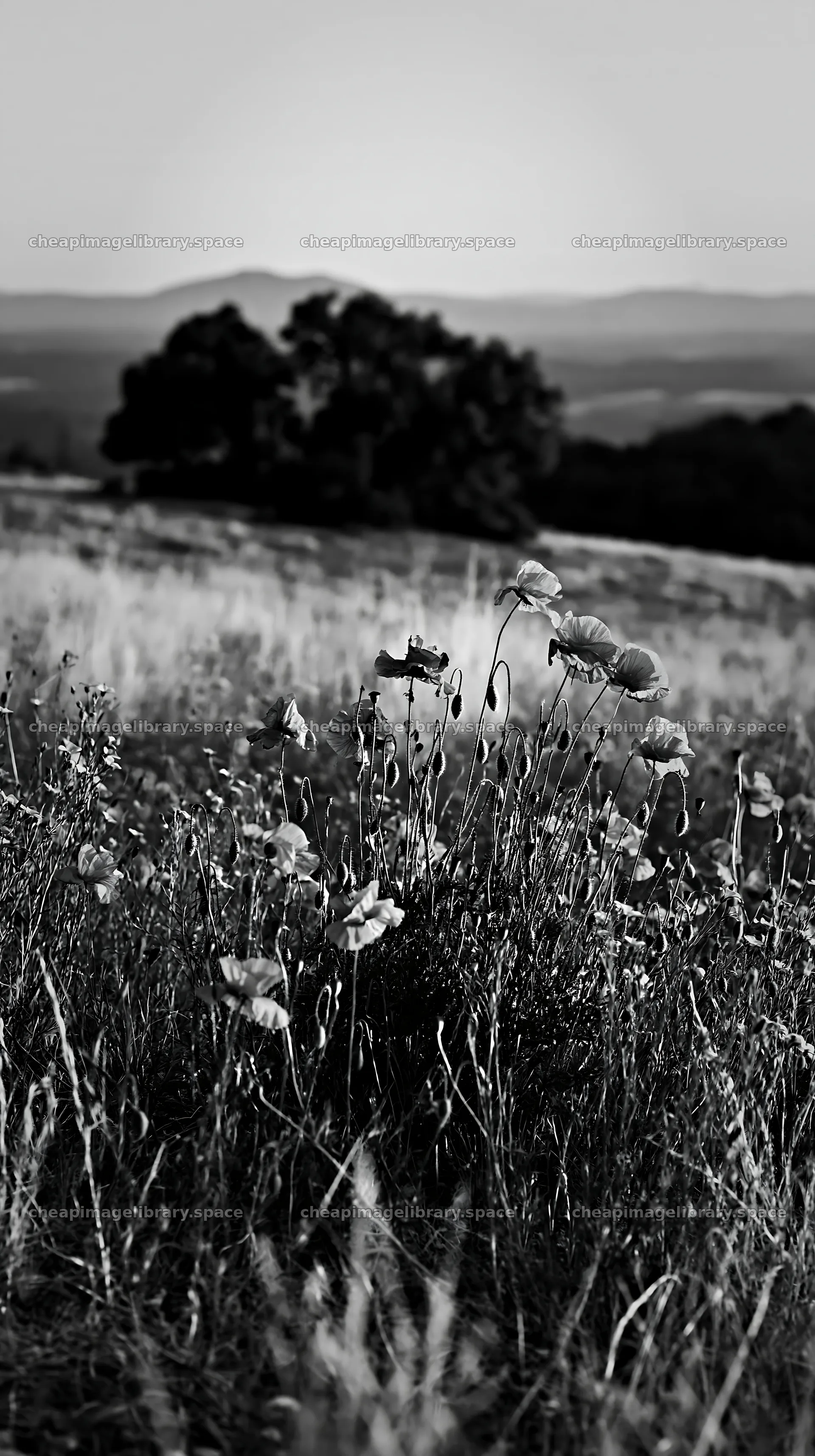 Poppy flowers in a flax meadow at sunset – image library 5938x10608