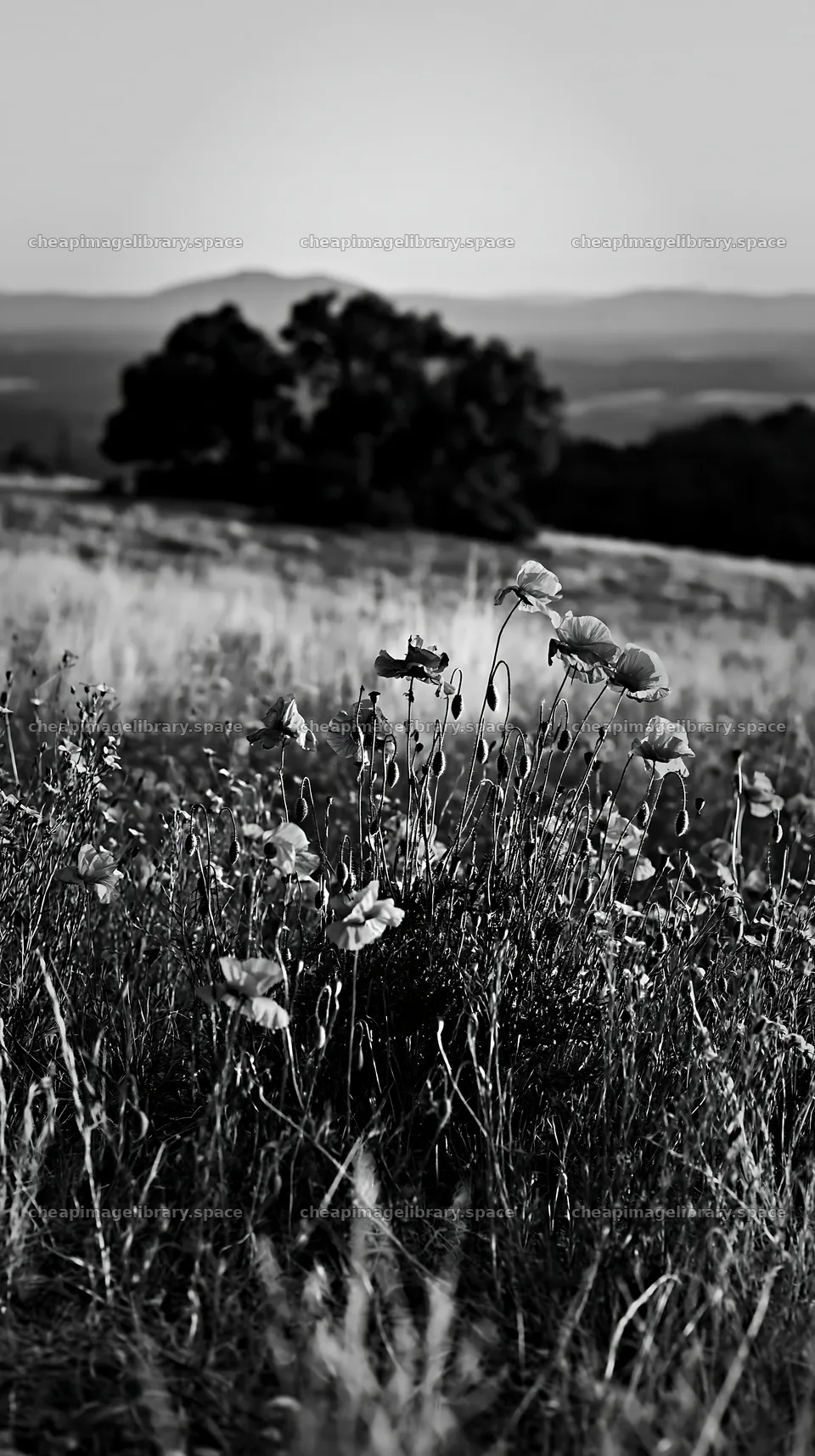 Poppy flowers in a flax meadow at sunset – image library 5938x10608