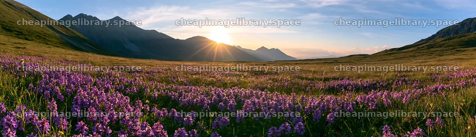 Colorful orchid meadow at sunset near mountain range – image library 14762x4268