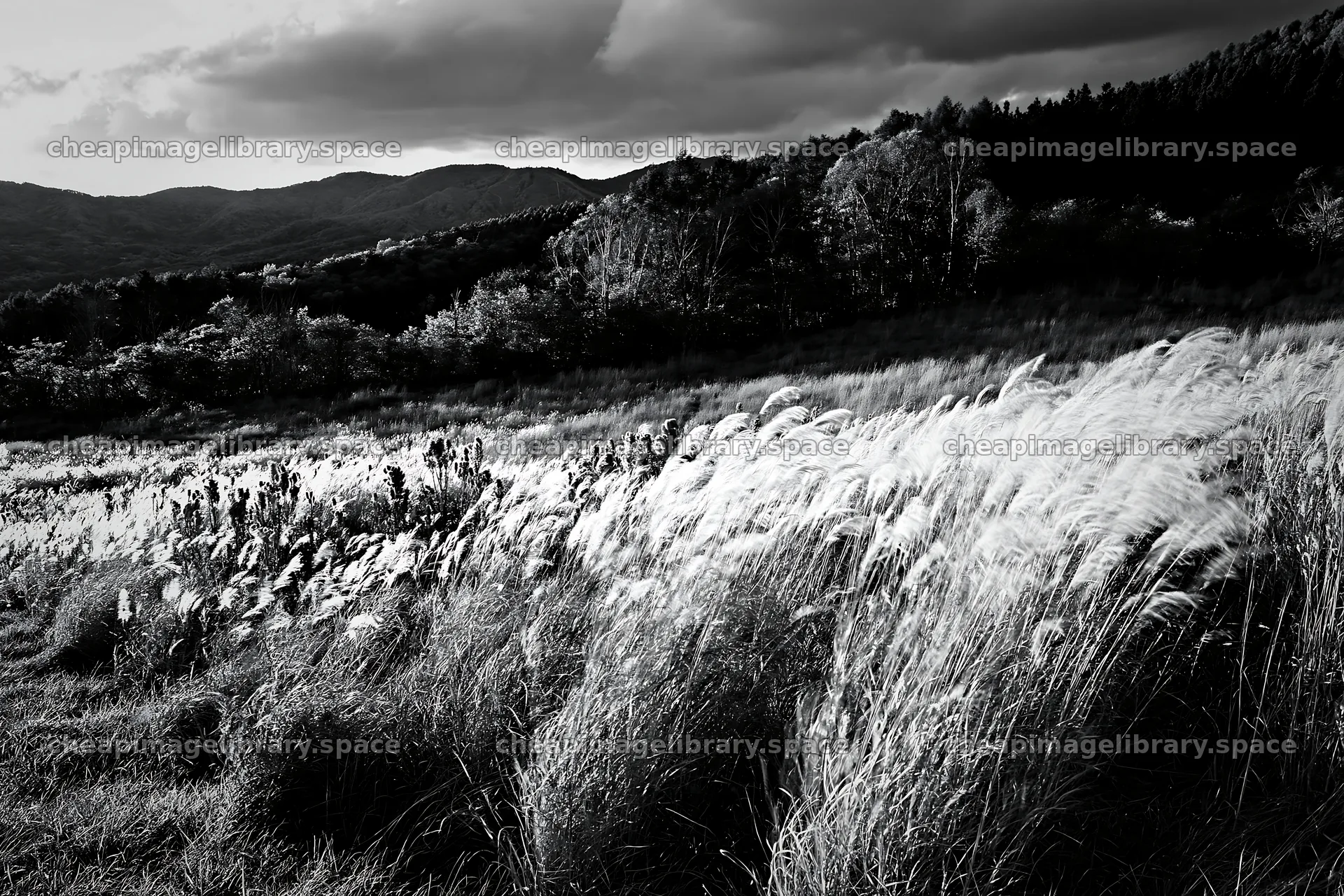 Aichi restored meadow autumn seedheads foreground – image library 9722x6480