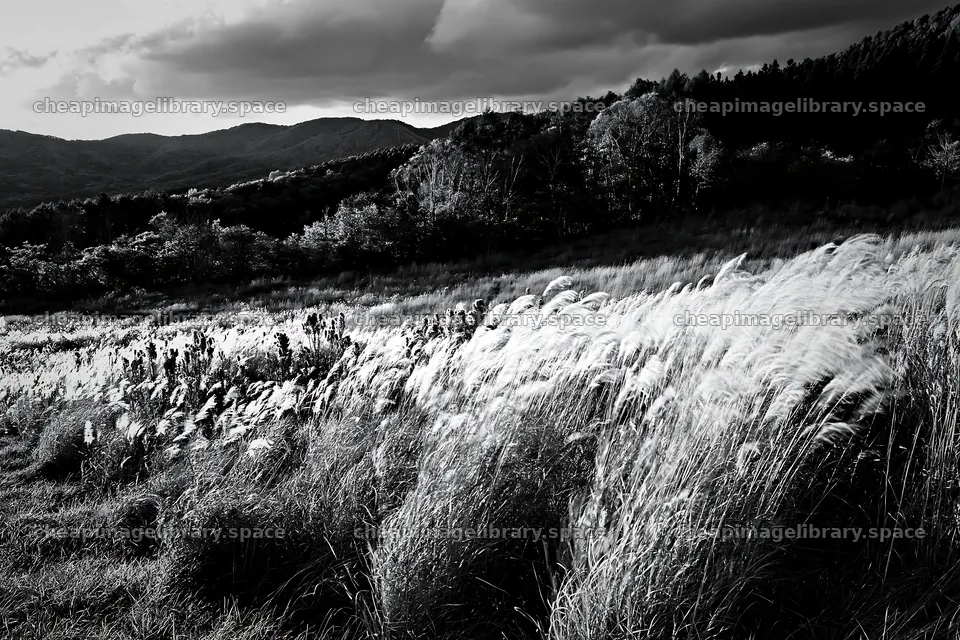 Aichi restored meadow autumn seedheads foreground – image library 9722x6480