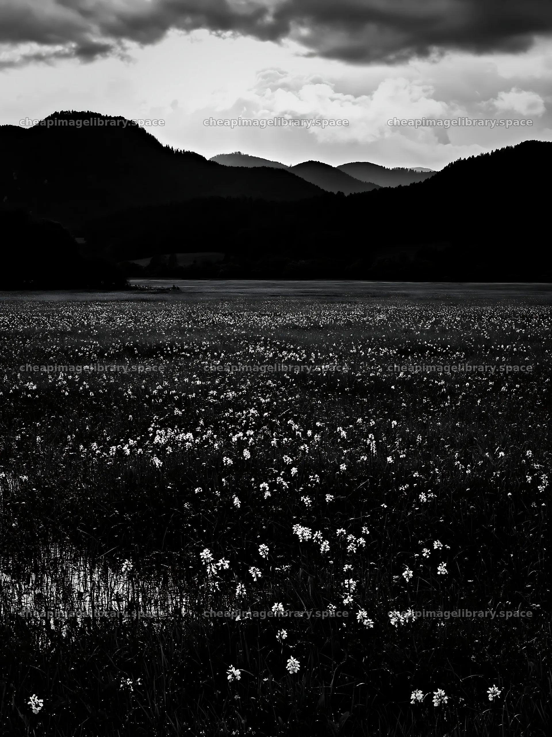 Wild orchid meadow under cloudy skies with mountain backdrop – image library 6866x9174