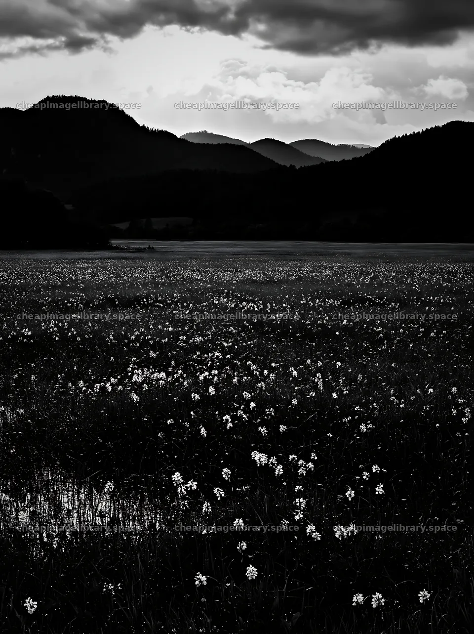 Wild orchid meadow under cloudy skies with mountain backdrop – image library 6866x9174