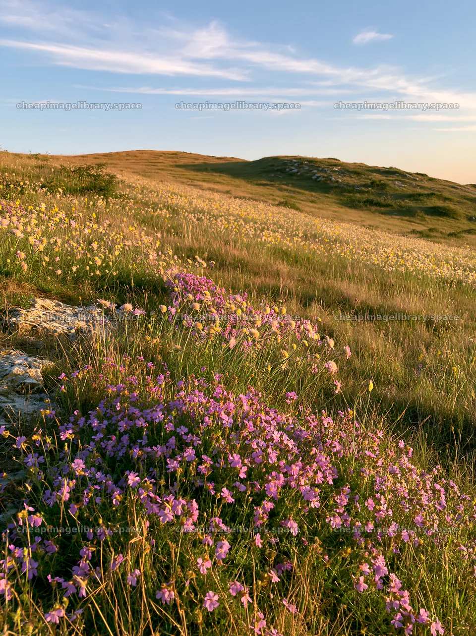 Sunny chalk meadow with colorful wildflowers in bloom – image library 6866x9174