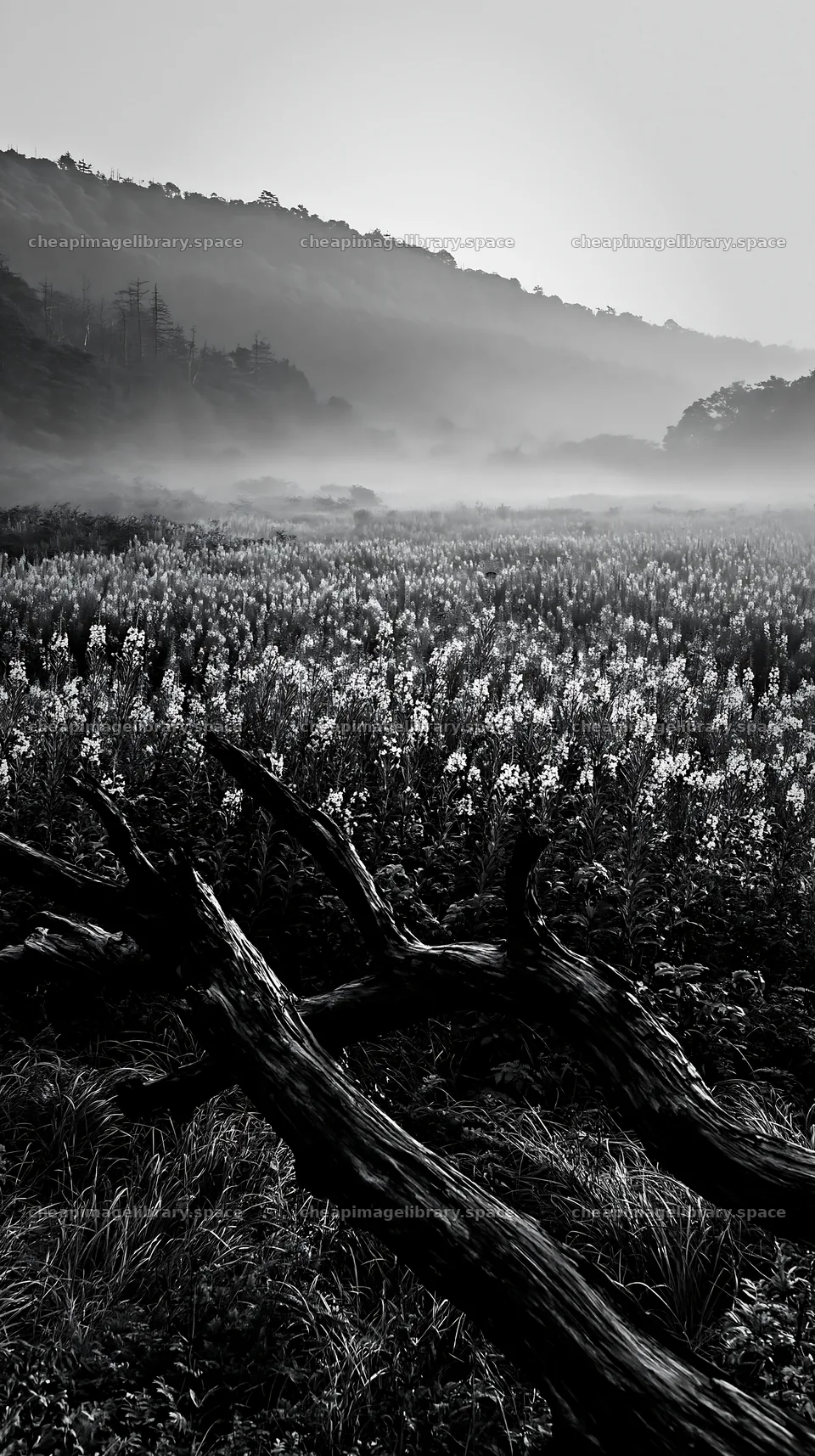 Yamagata rewilded meadow with fallen branch in foreground – image library 5938x10608