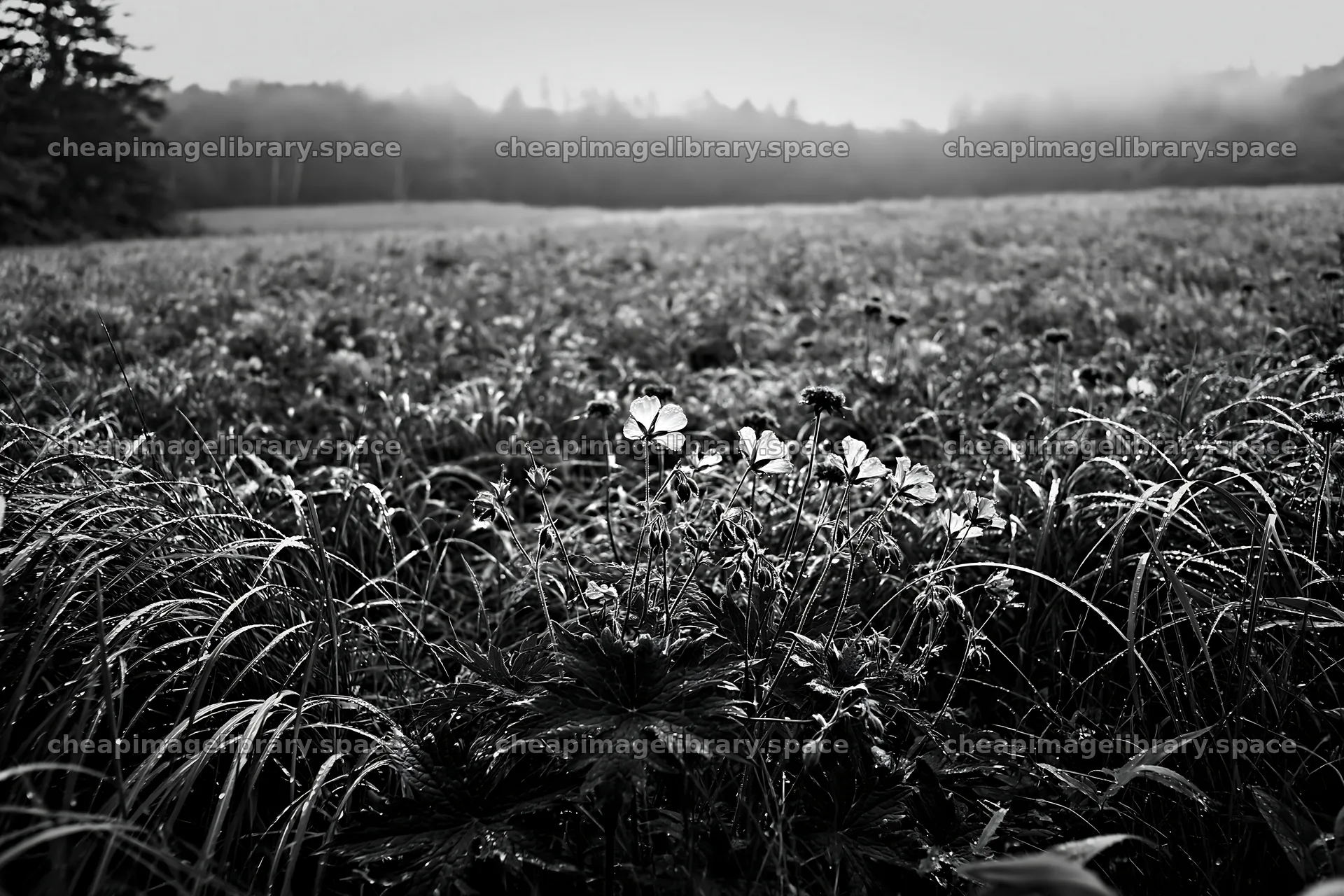 Expansive Hokkaido restoration meadow with dewdrops – image library 9722x6480