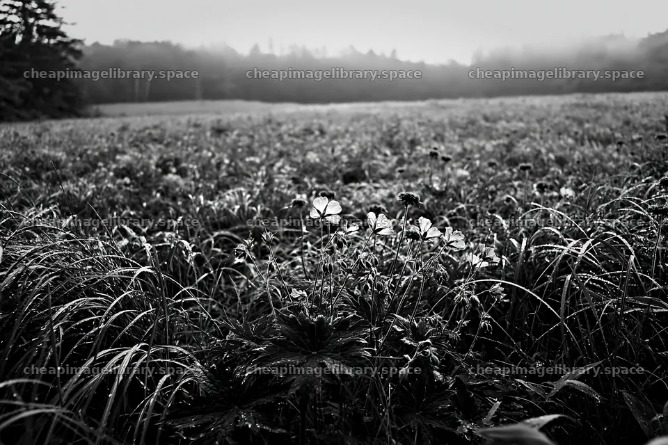 Expansive Hokkaido restoration meadow with dewdrops – image library 9722x6480