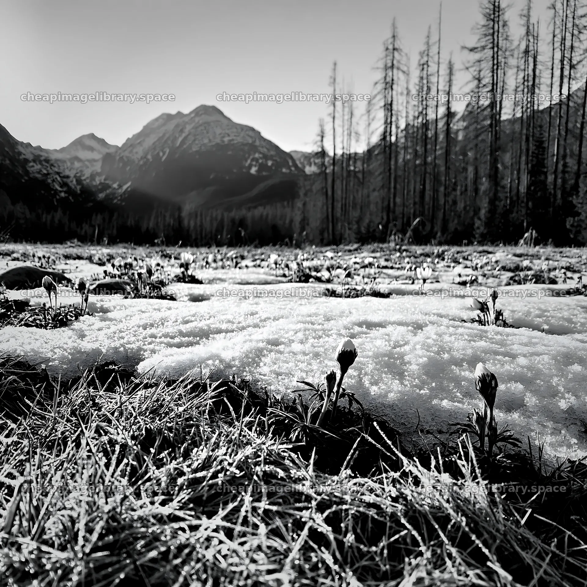 Snowmelt in Tatra Mountains Meadow during Spring – image library 7938x7938