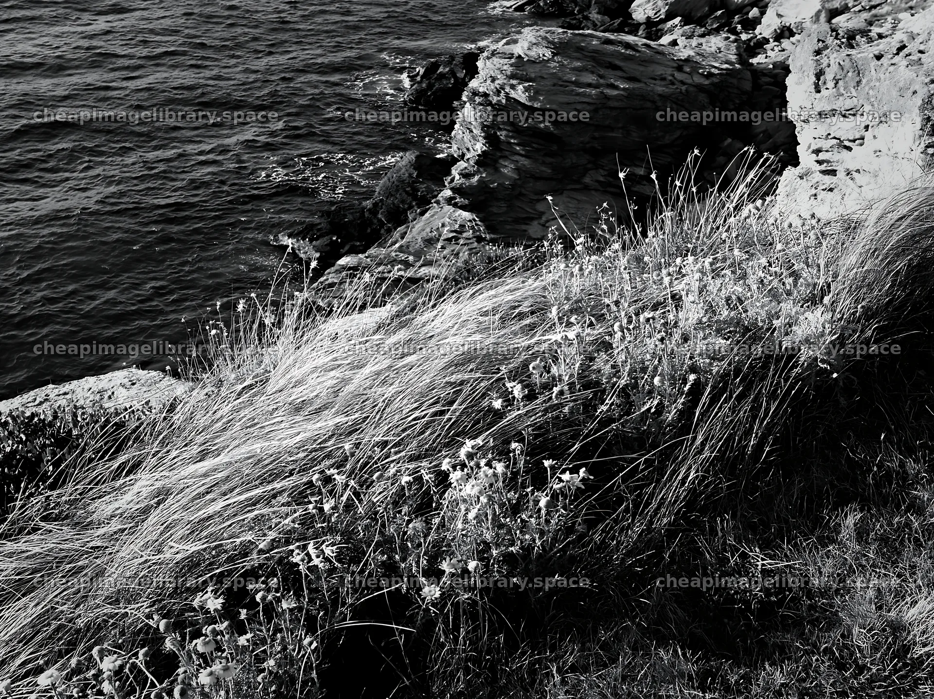 Italian meadow along rocky coast – image library 9174x6866