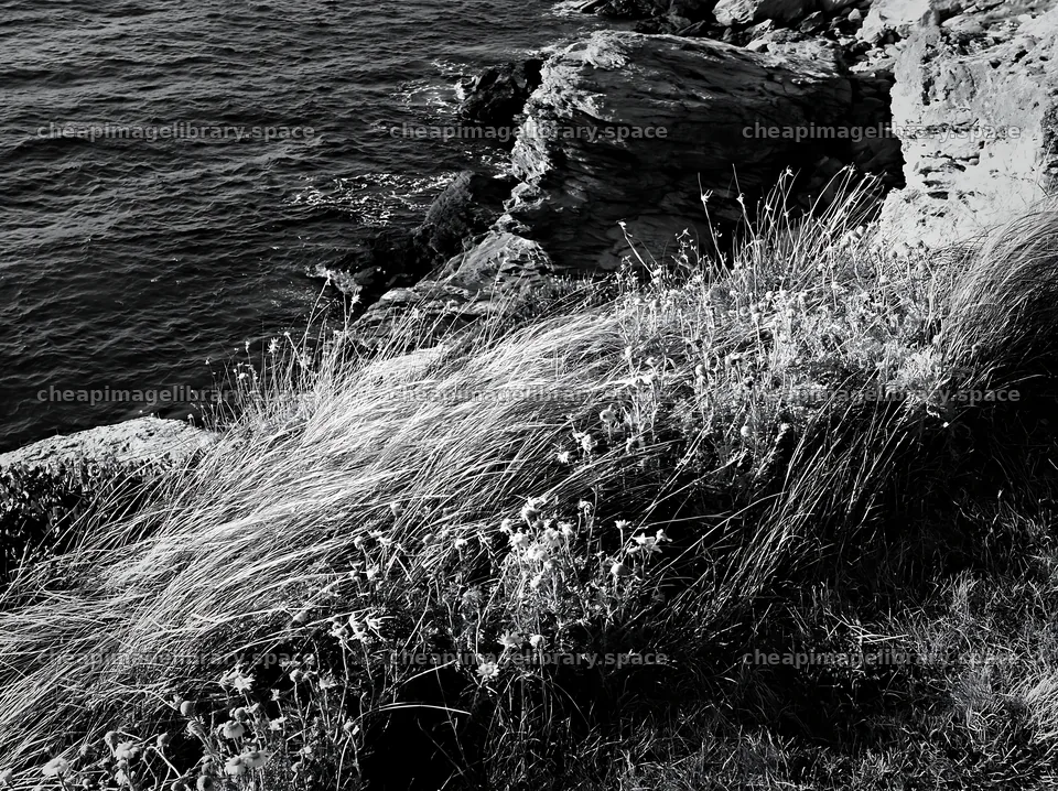 Italian meadow along rocky coast – image library 9174x6866