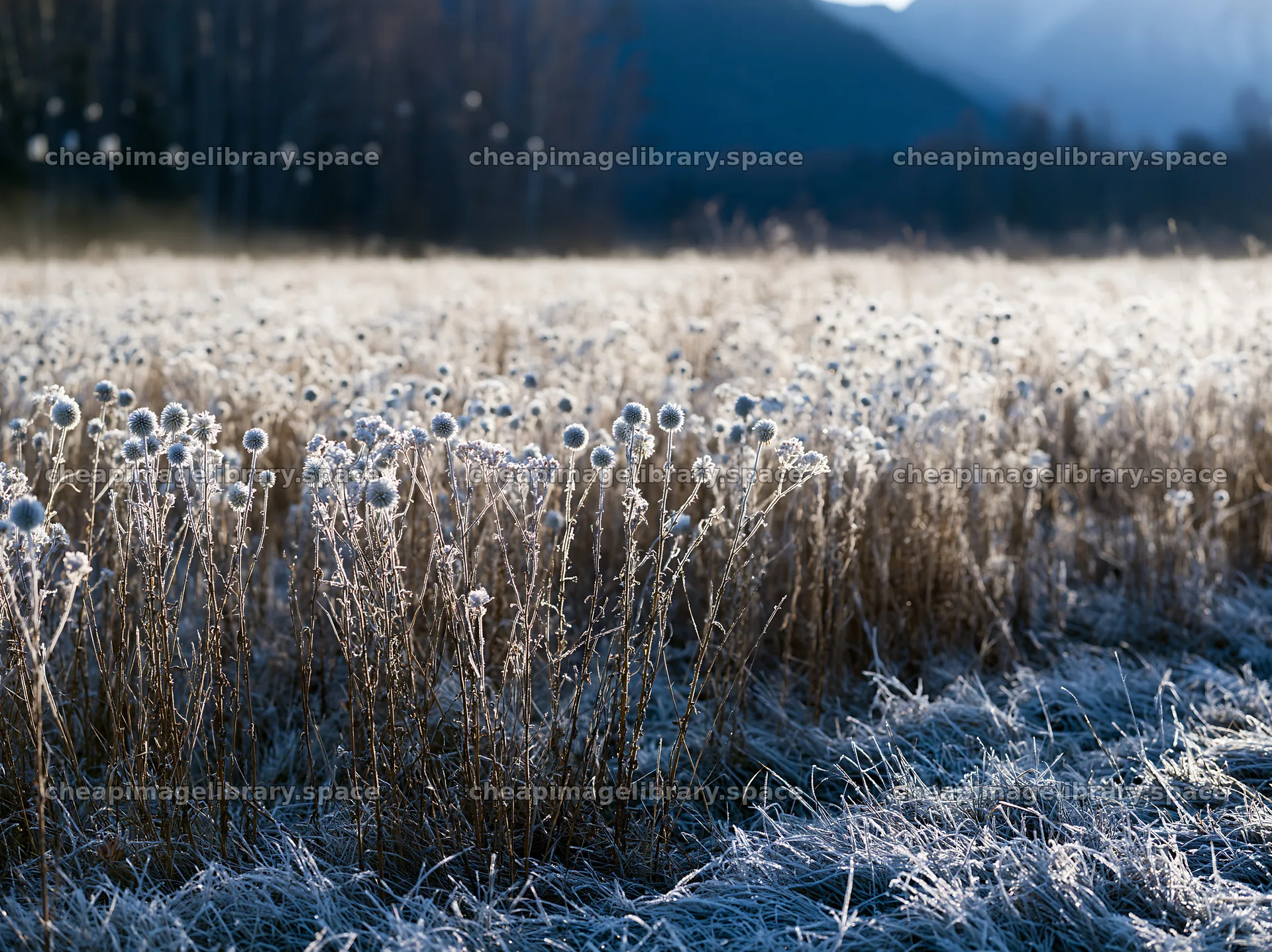 Vast Christmas meadow with frost seedheads and lanterns – image library 9174x6866