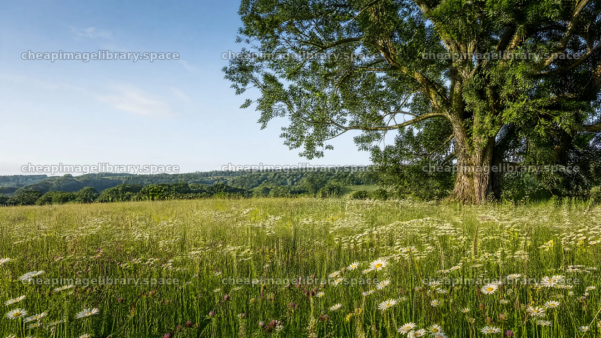 Rewilded meadow with trees and wildflowers under blue sky – image library 10584x5952