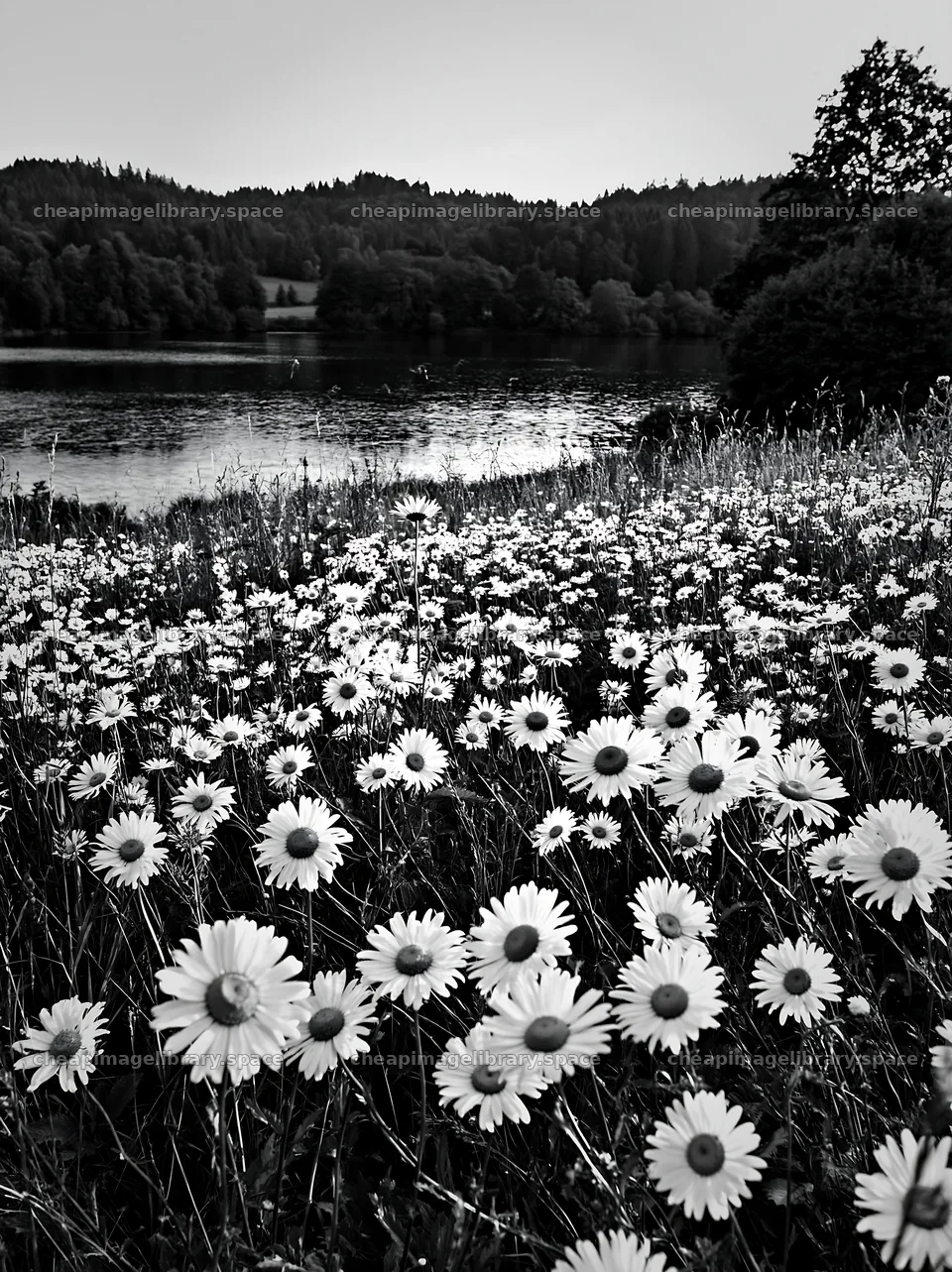 Lakeside meadow with daisies near a German lake – image library 6866x9174