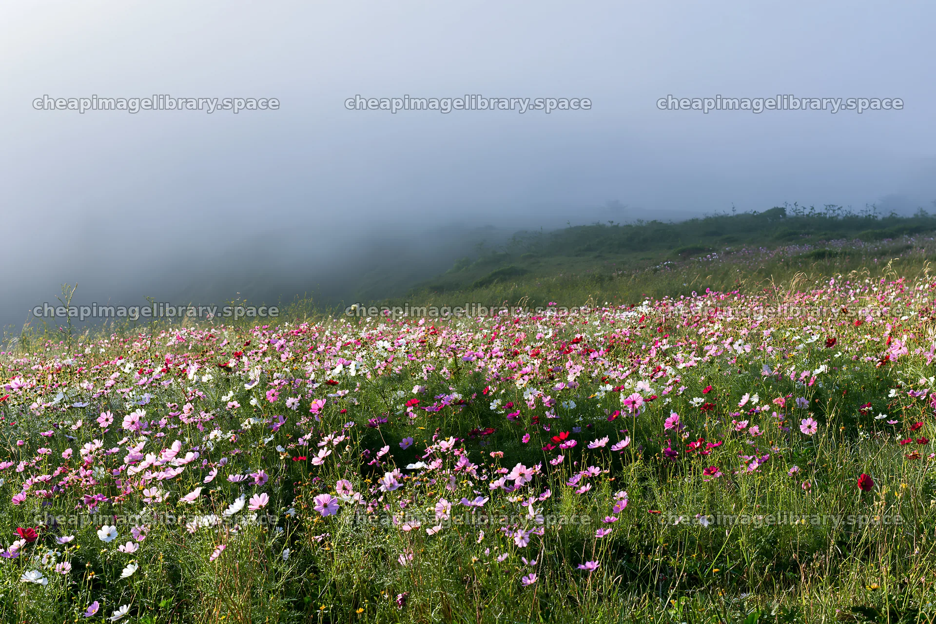 Colorful cosmos meadow under fog on a hillside – image library 9722x6480
