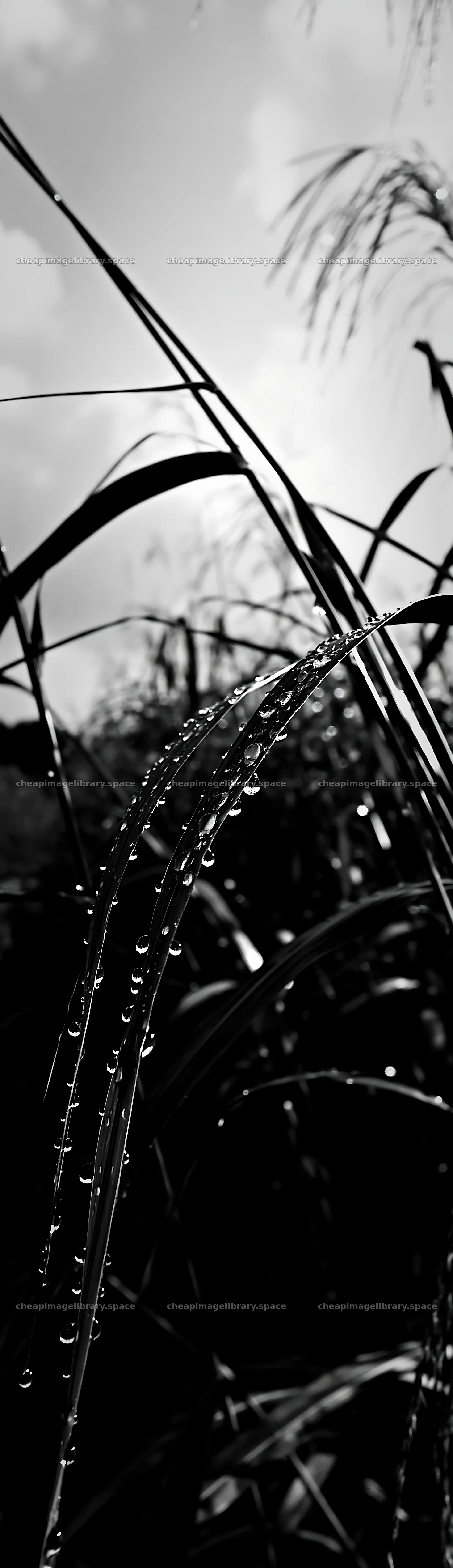 Fukui native grass meadow rain droplets close-up view – image library 4268x14762