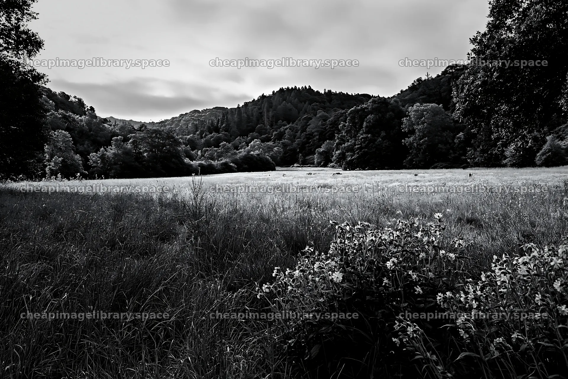 Wooded valley meadow with flowers and trees in the distance – image library 9722x6480