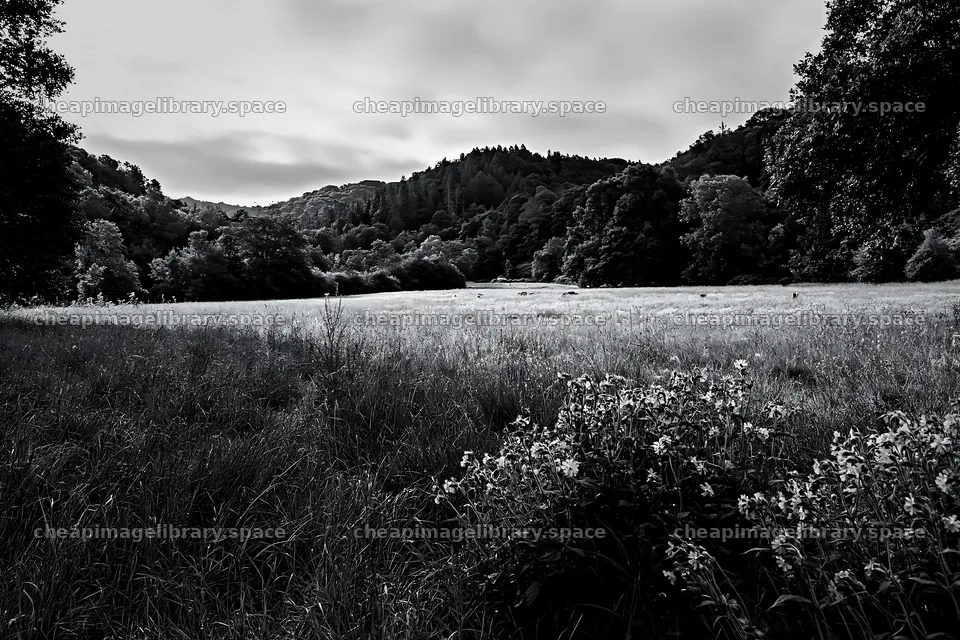 Wooded valley meadow with flowers and trees in the distance – image library 9722x6480