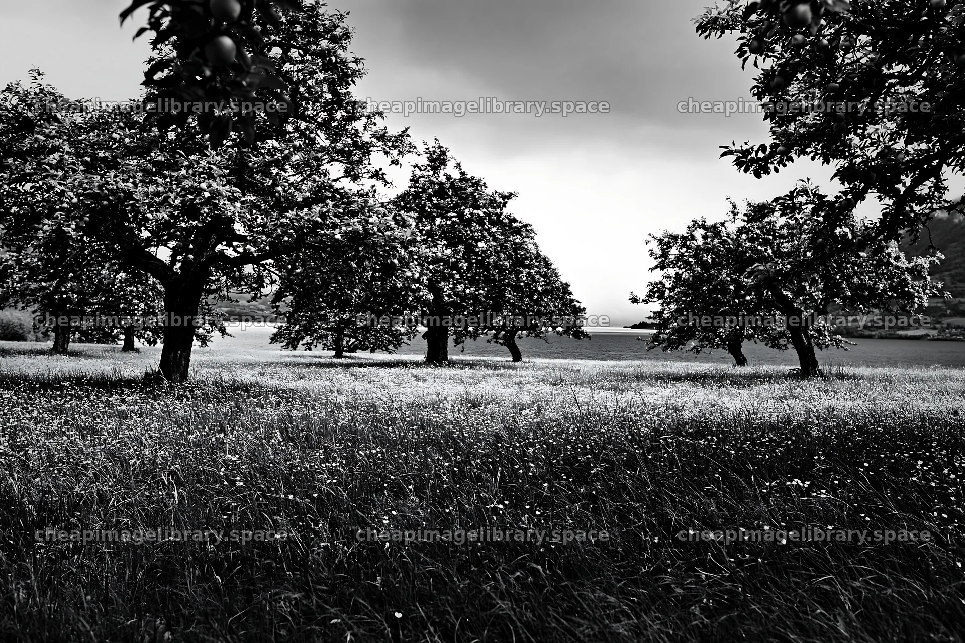 Lakeside orchard meadow with trees and grass under cloudy sky – image library 9722x6480