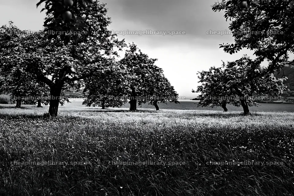 Lakeside orchard meadow with trees and grass under cloudy sky – image library 9722x6480