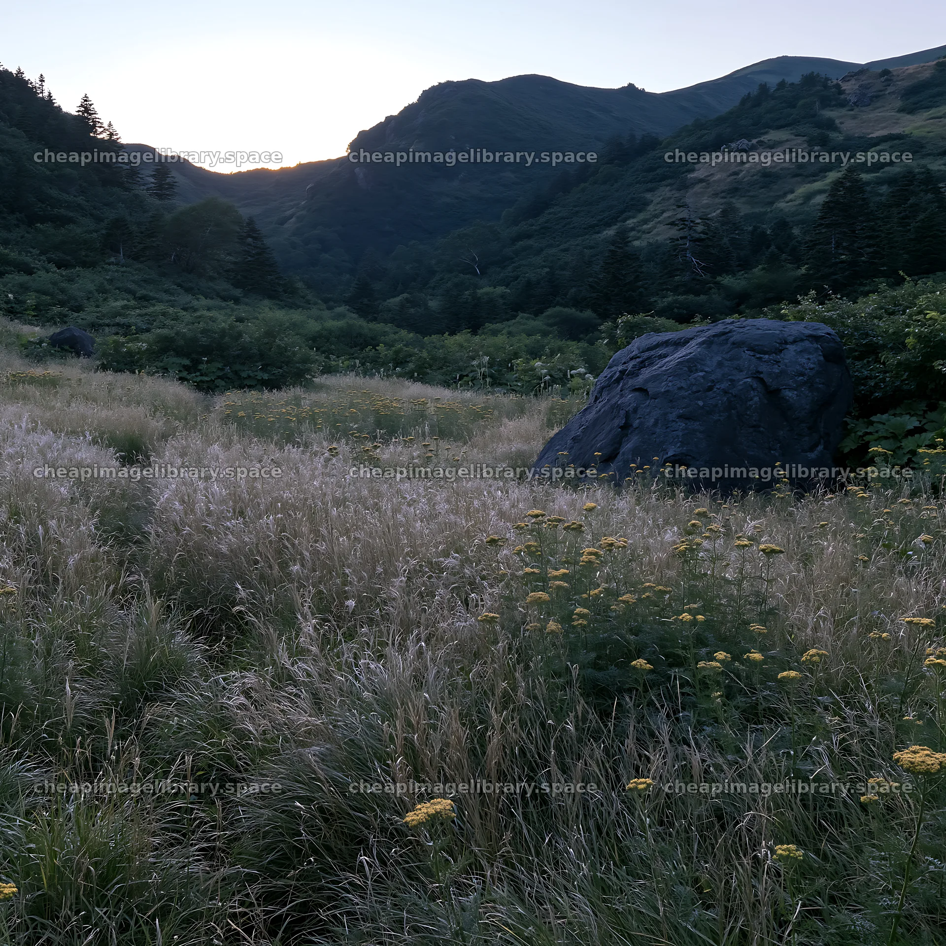 Aomori climate resilient meadow with boulder in early evening light – image library 7938x7938