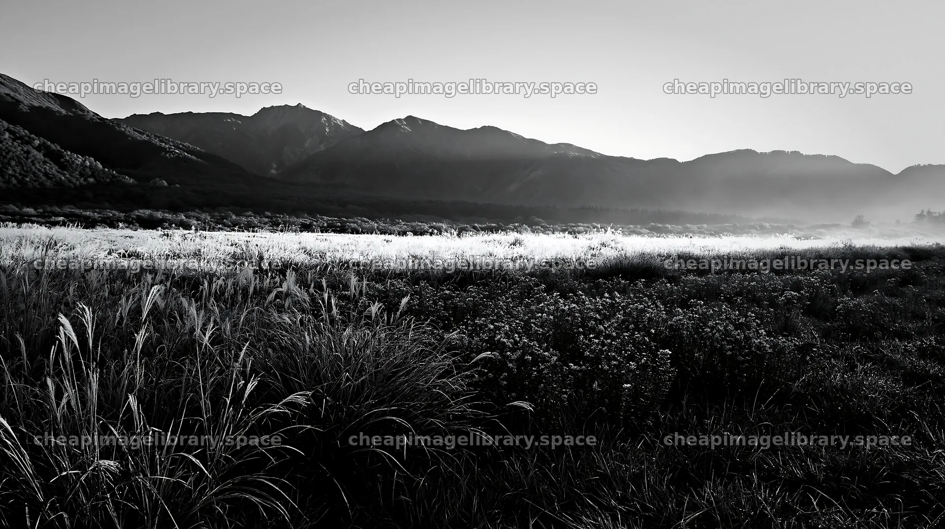 Biodiverse silver grass meadow in Nagano at dawn – image library 10608x5938