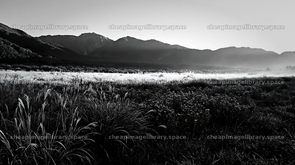 Biodiverse silver grass meadow in Nagano at dawn – image library 10608x5938