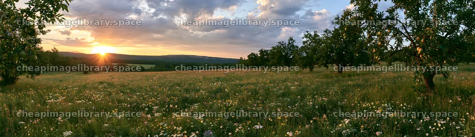 Sunset apple meadow with trees and flowers in open field – image library 14762x4268