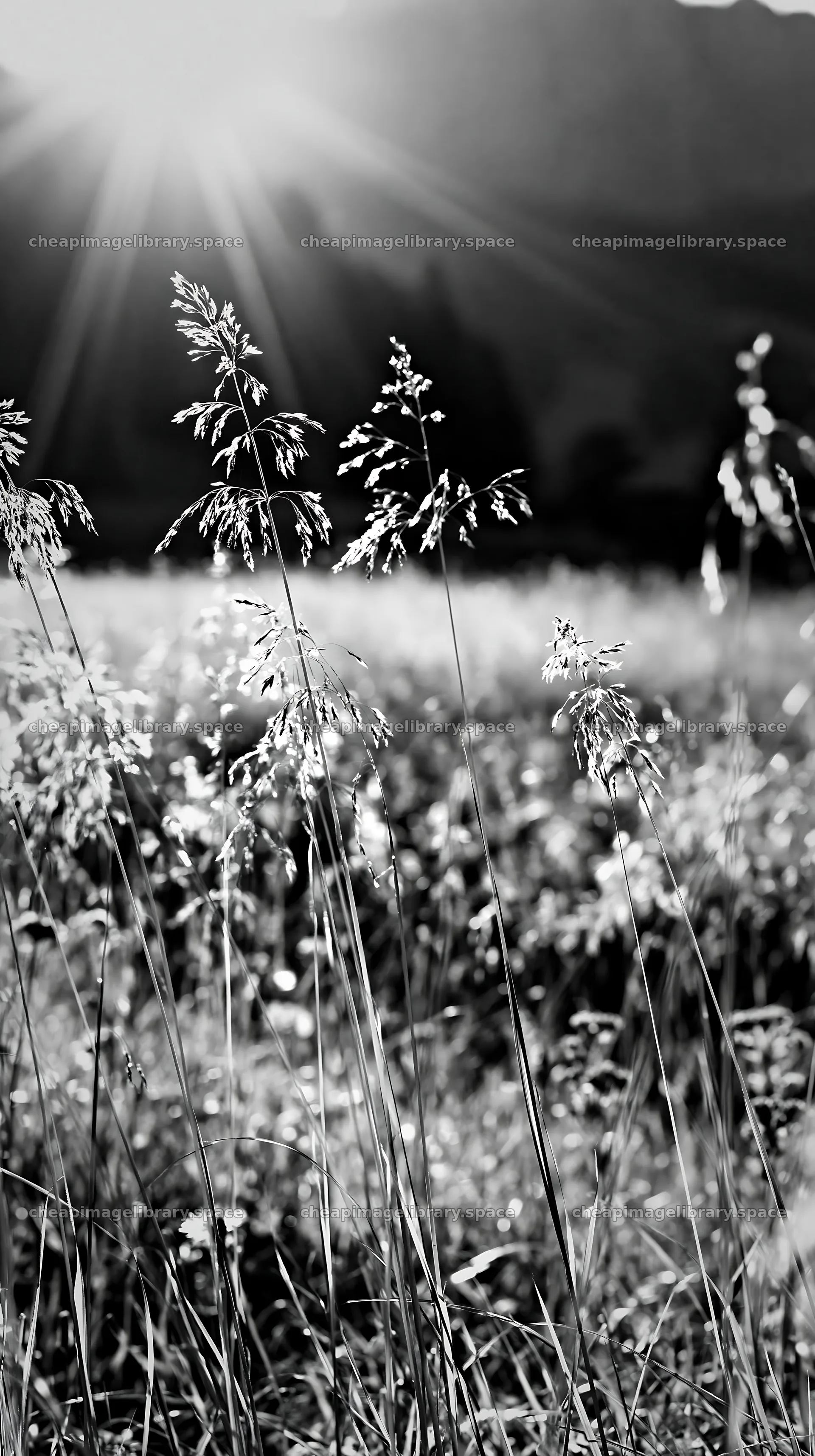 Sunbeams shining over Alpe di Siusi meadow in black and white – image library 5938x10608