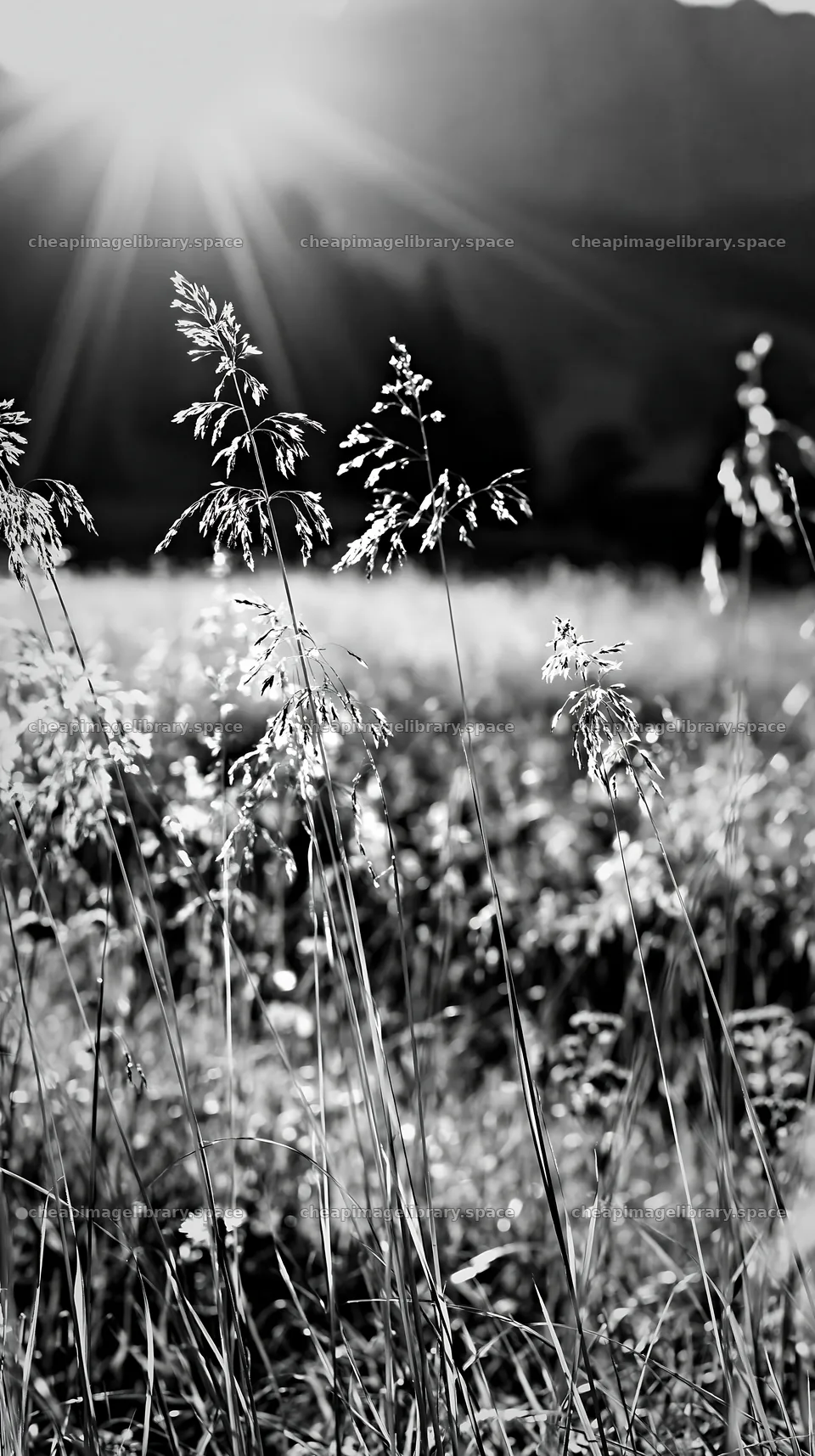 Sunbeams shining over Alpe di Siusi meadow in black and white – image library 5938x10608