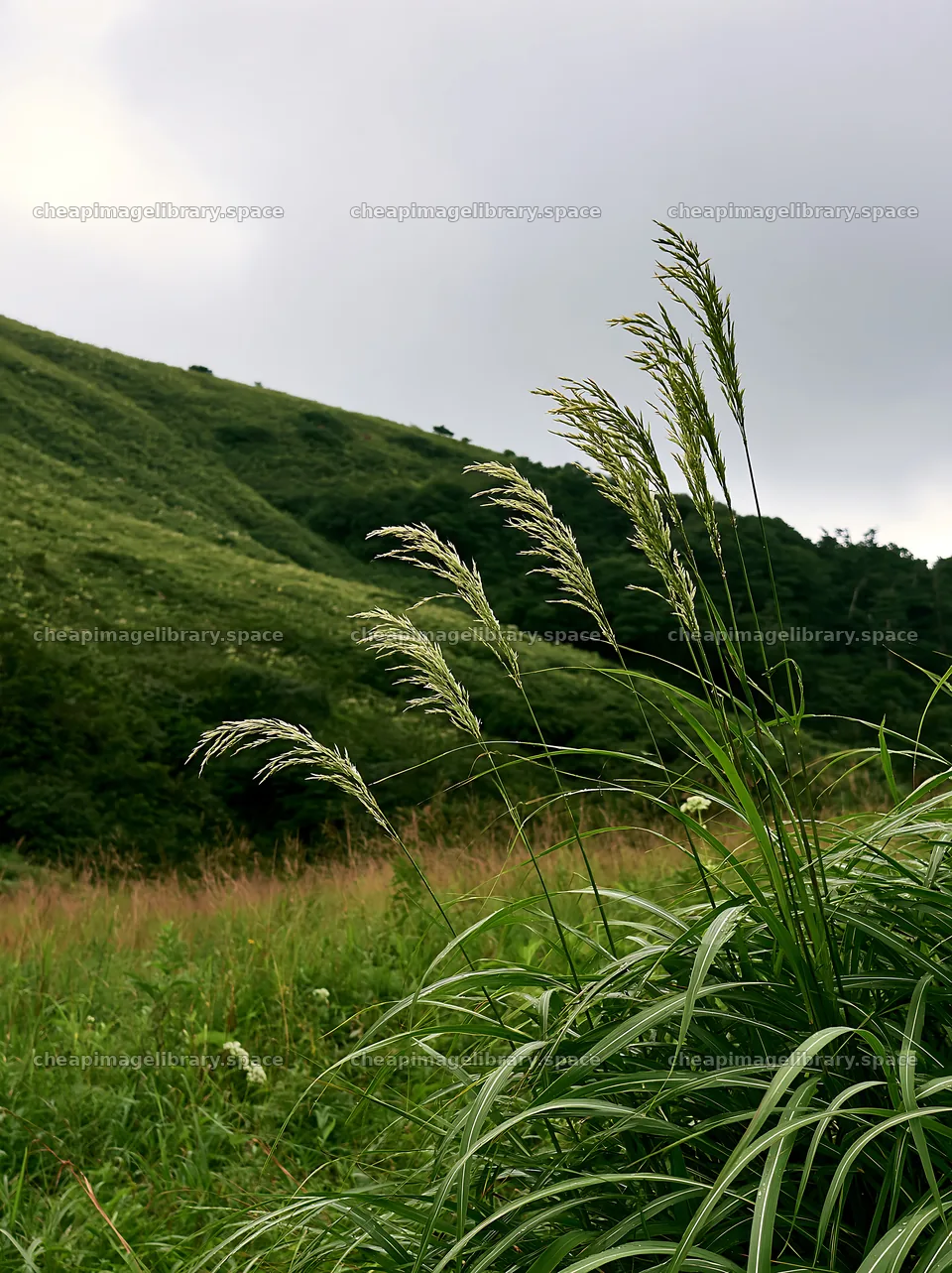 Meadow seedheads rising with rain in Iwate – image library 6866x9174