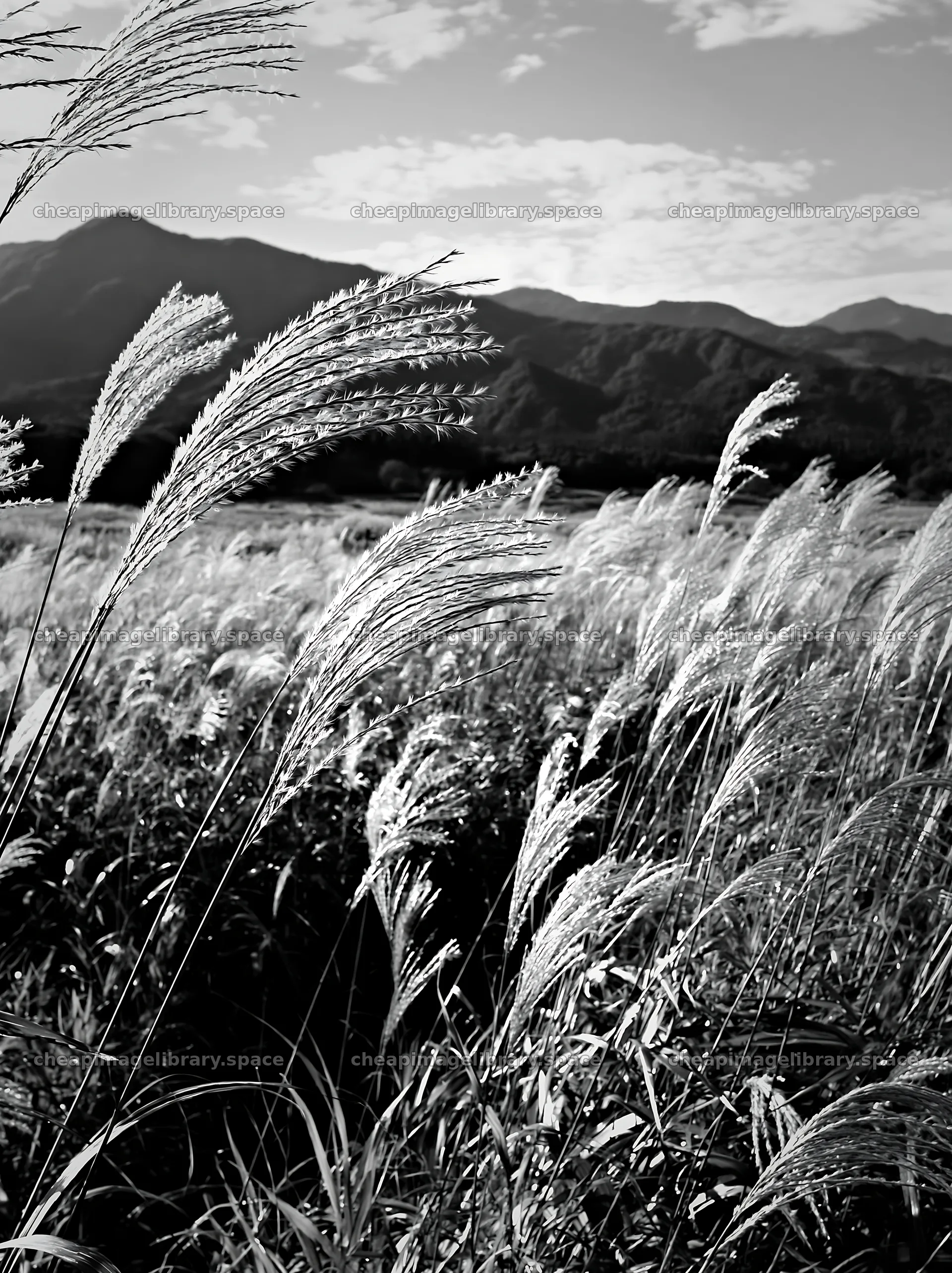 Iwate rain refreshed meadow seedhead foreground – image library 6866x9174