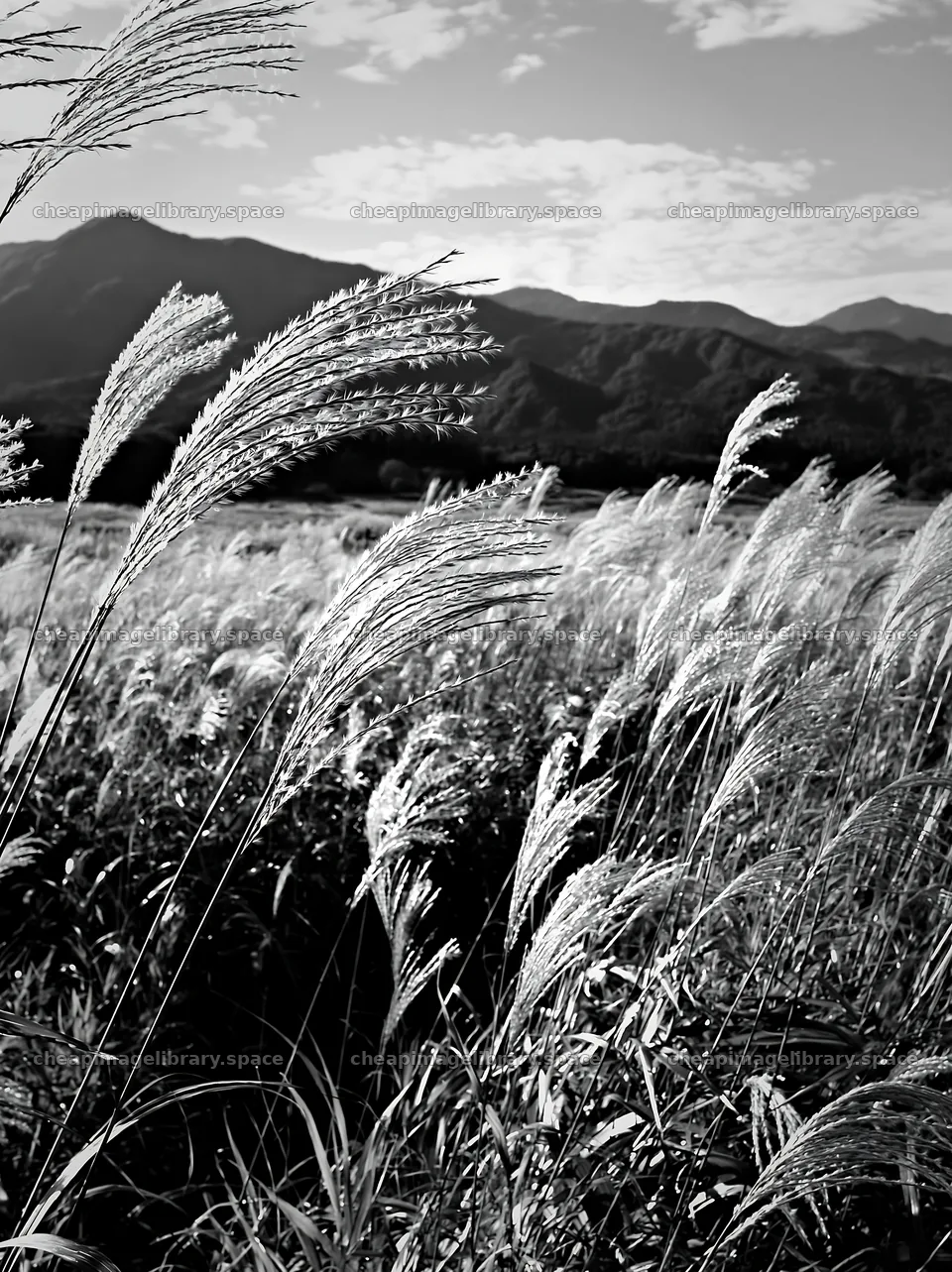 Iwate rain refreshed meadow seedhead foreground – image library 6866x9174