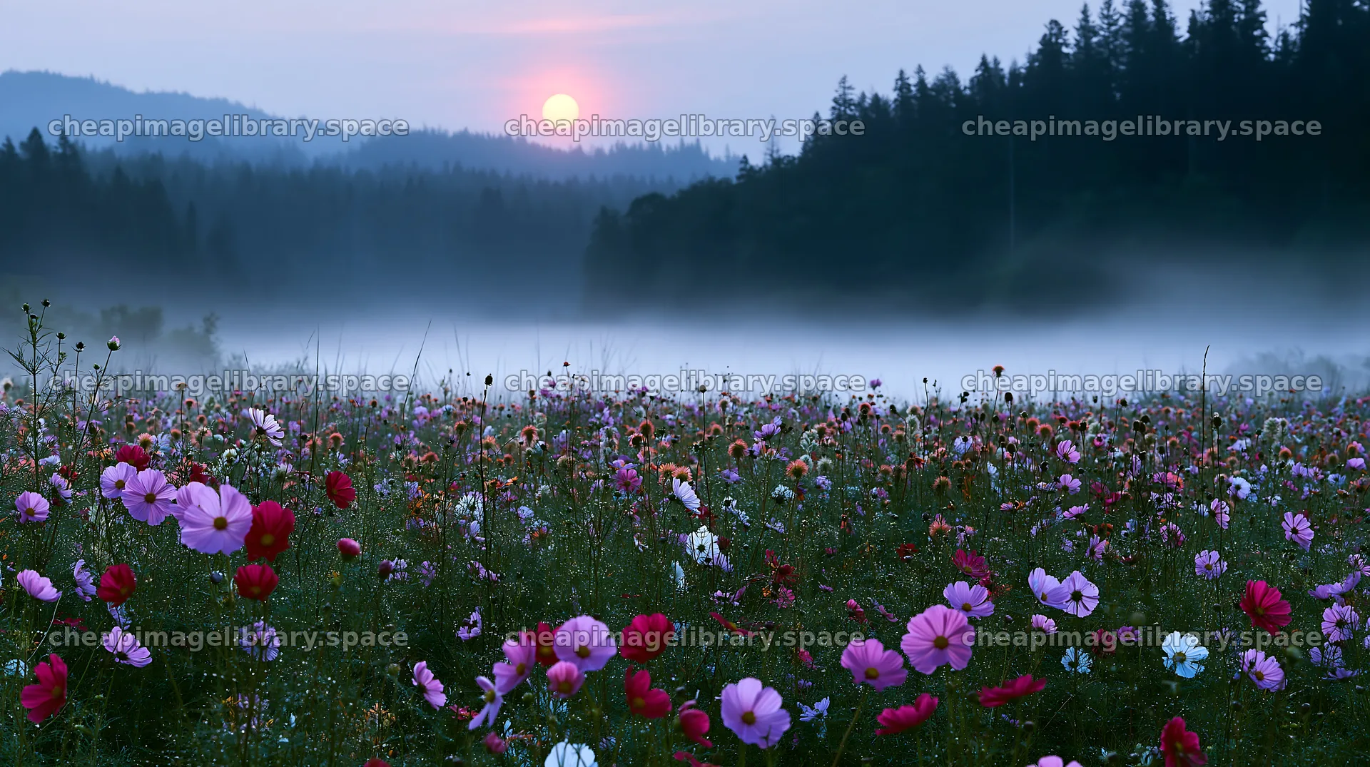 Colorful cosmos meadow with sunset and misty background – image library 10608x5938