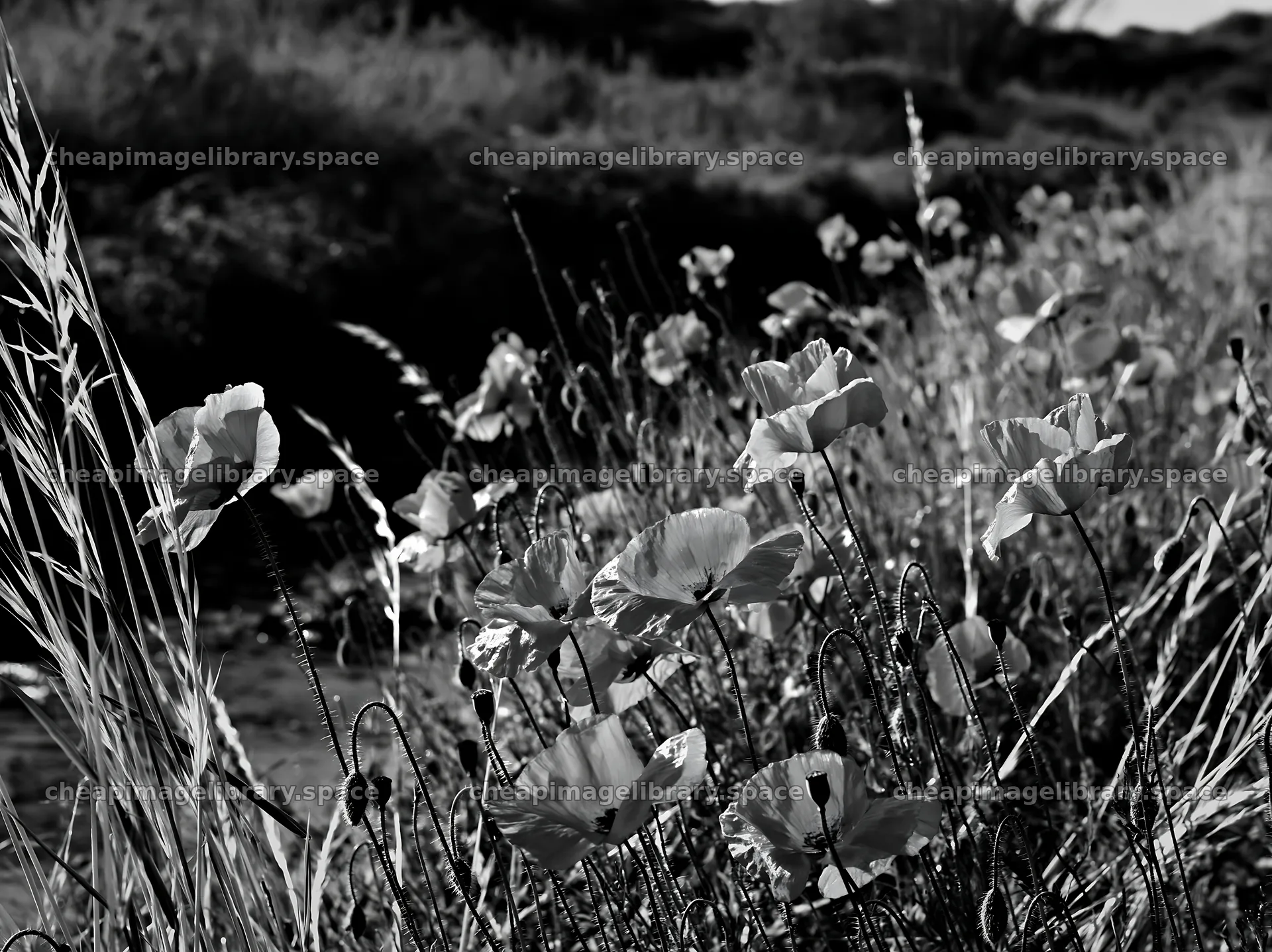High contrast brook meadow with blooming flowers – image library 9174x6866